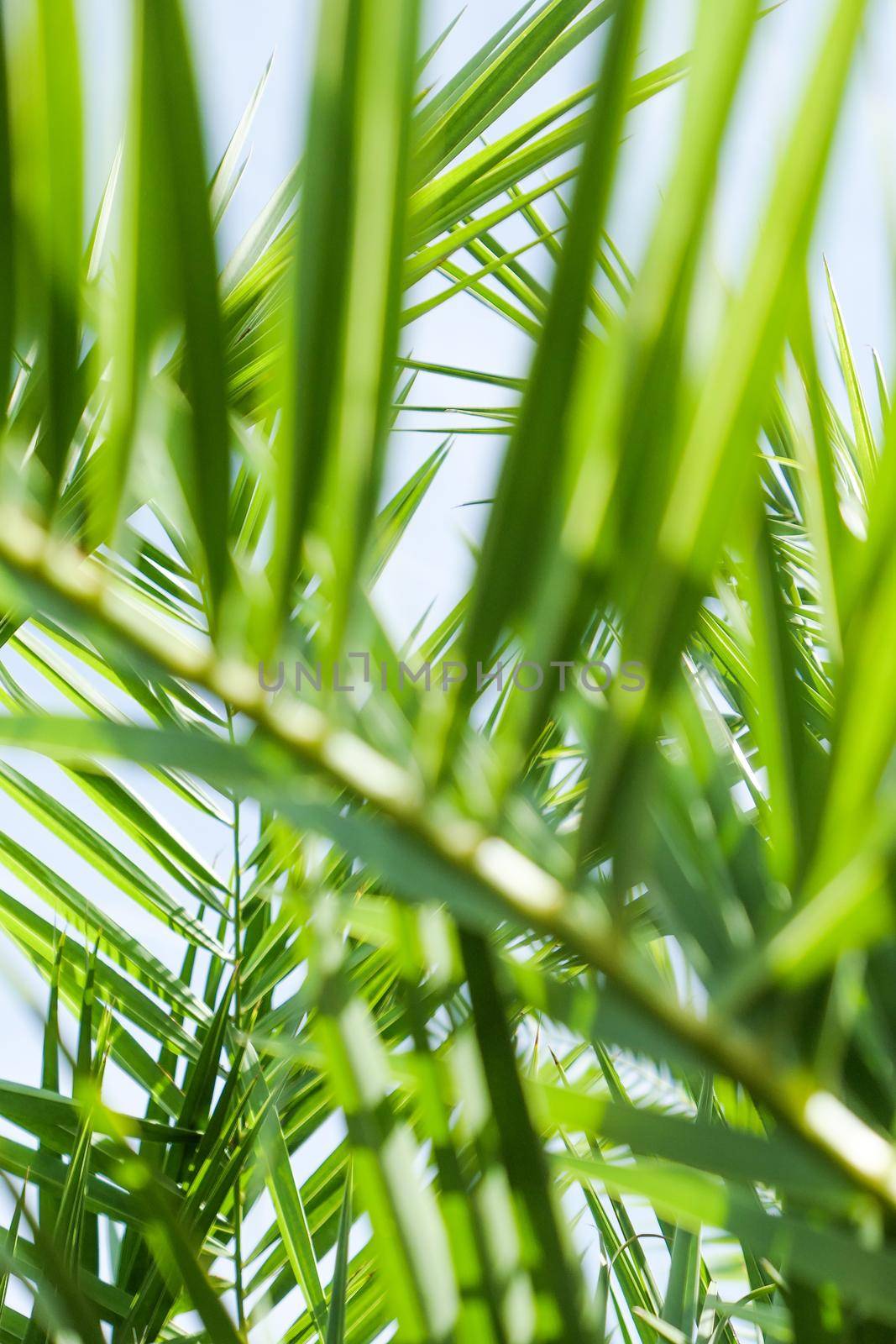 Palm leaves in summertime by Anneleven