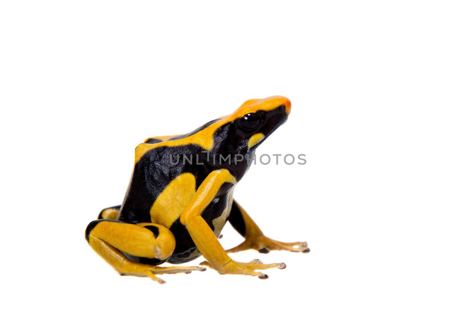 Regina Blue Dyeing Poison Dart Frogling, Dendrobates tinctorius, on white background.