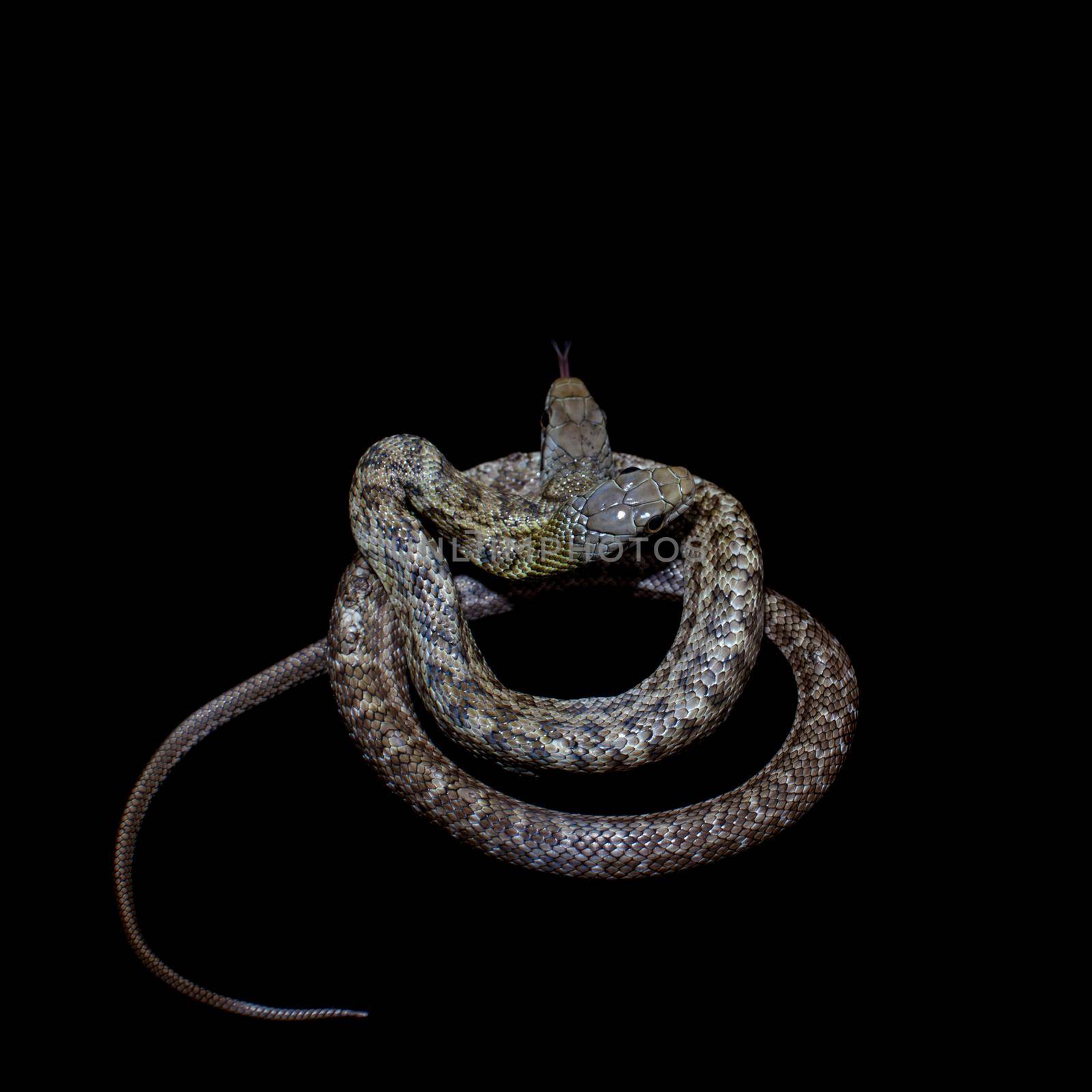 The two headed Japanese rat snake, Elaphe climacophora, isolated on black background