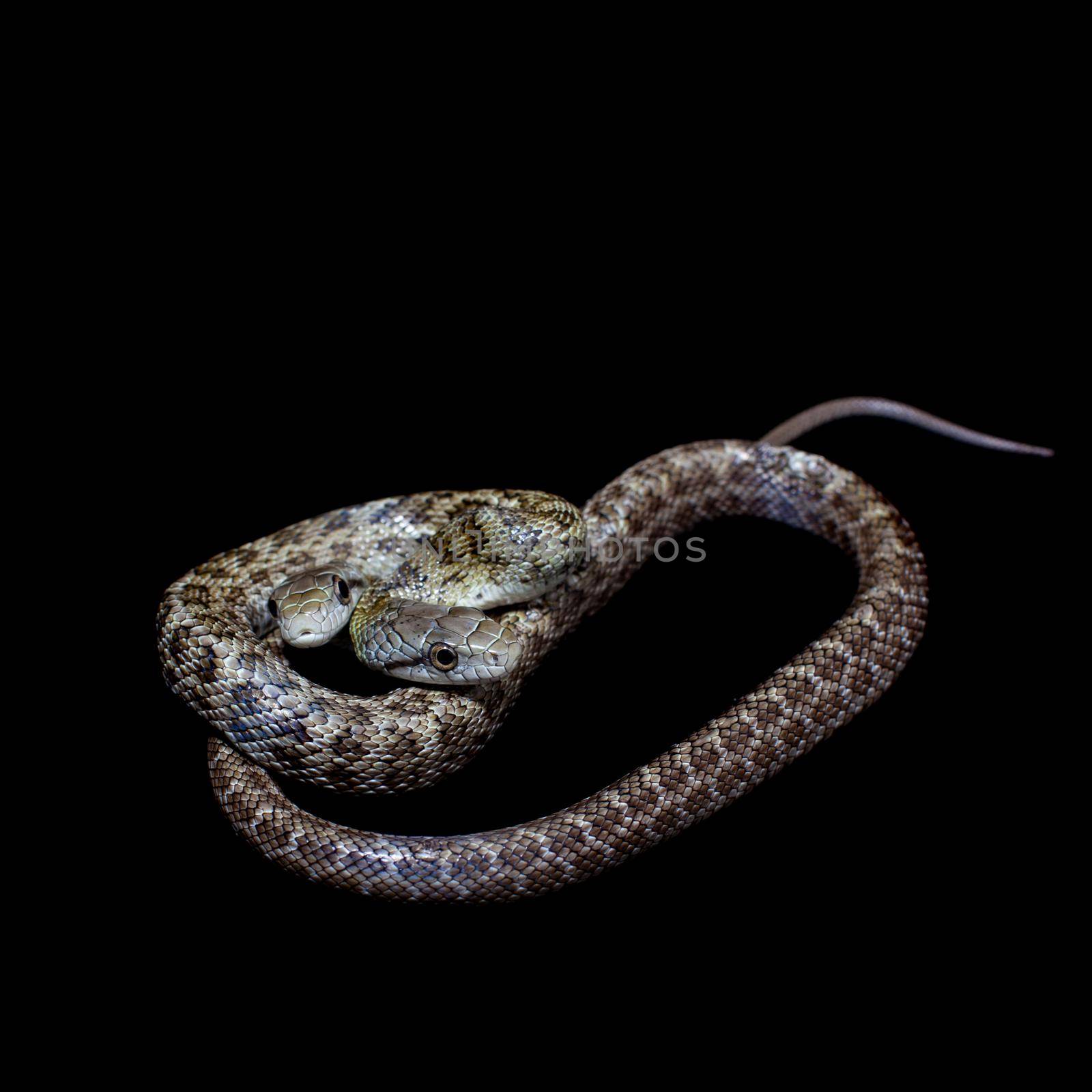 The two headed Japanese rat snake, Elaphe climacophora, isolated on black background