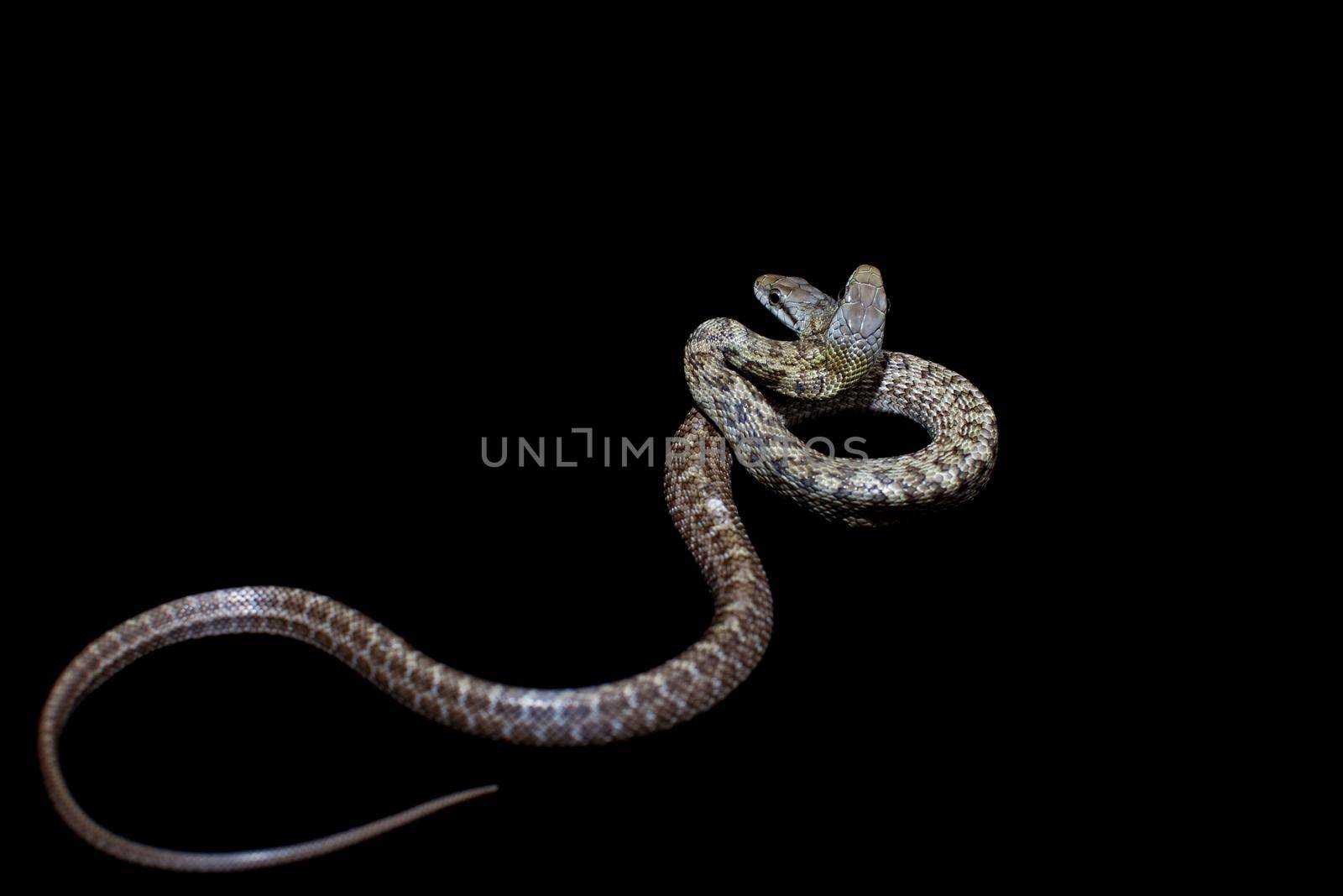 The two headed Japanese rat snake, Elaphe climacophora, on black by RosaJay