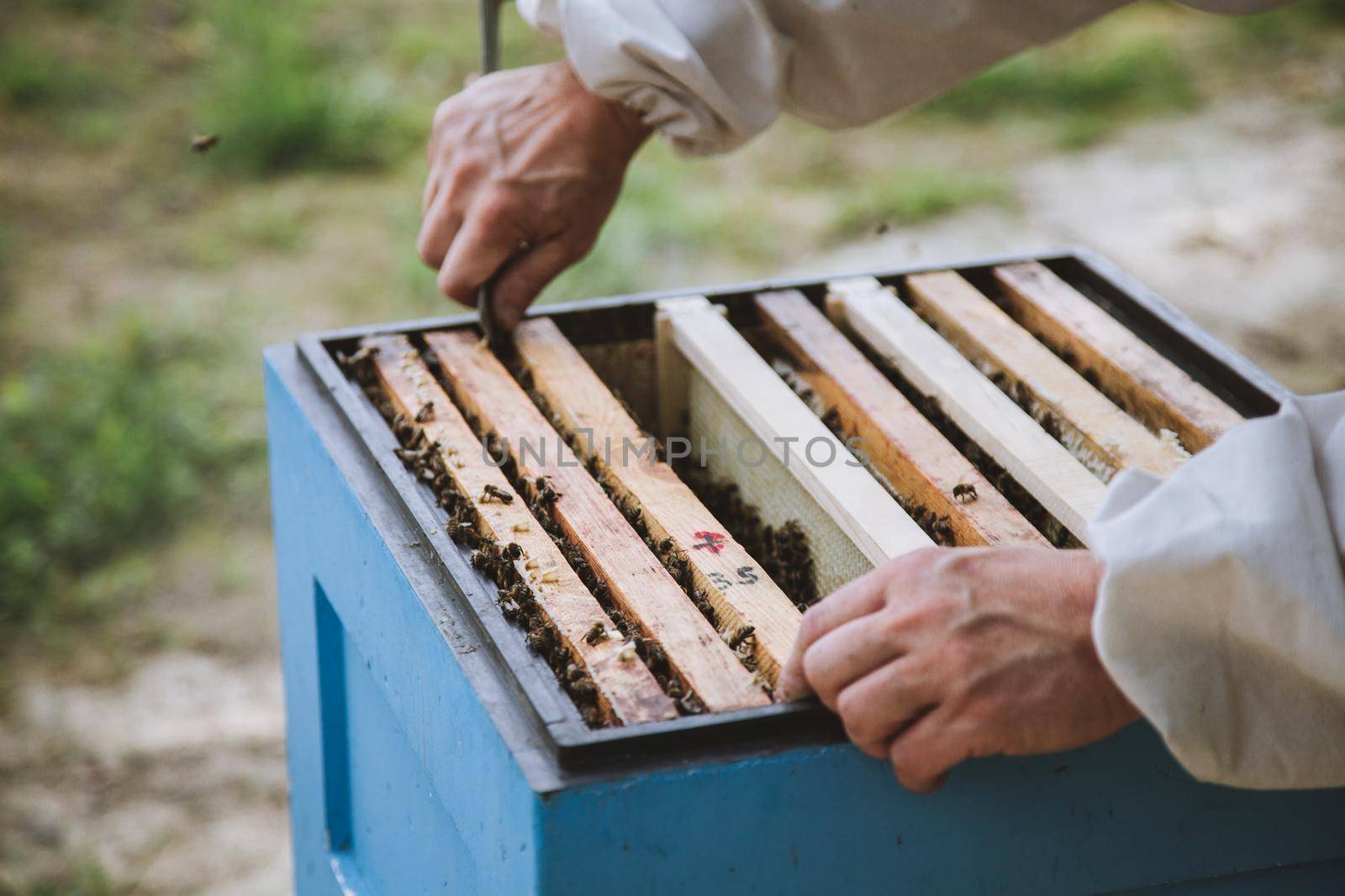 Beekeeper is working with bees and beehives on the apiary.