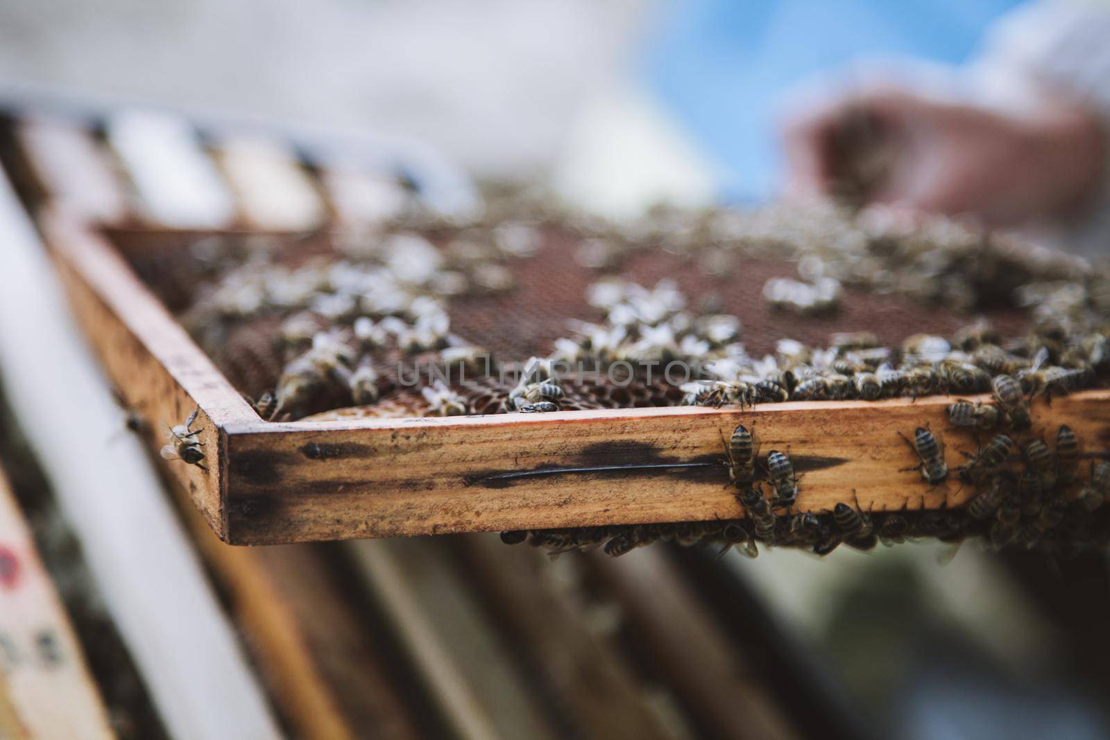 Beekeeper holding a honeycomb full of bees. by RosaJay