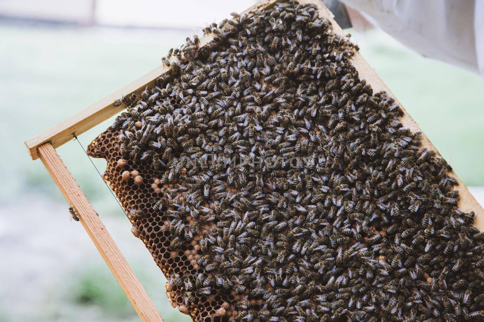 Beekeeper holding a honeycomb full of bees. Beekeeper in protective workwear inspecting honeycomb frame at apiary.