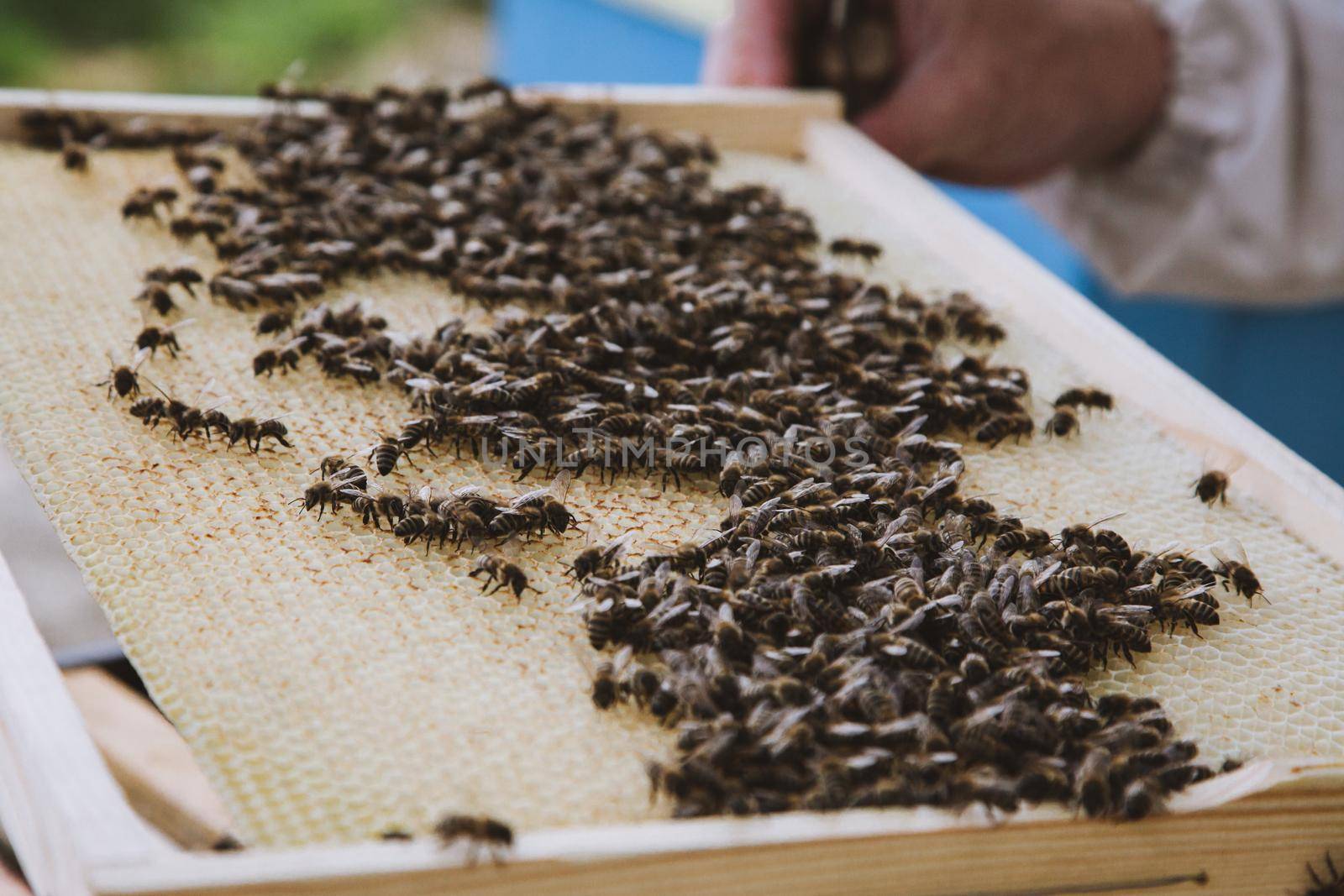 Beekeeper holding a honeycomb full of bees. Beekeeper in protective workwear inspecting honeycomb frame at apiary.