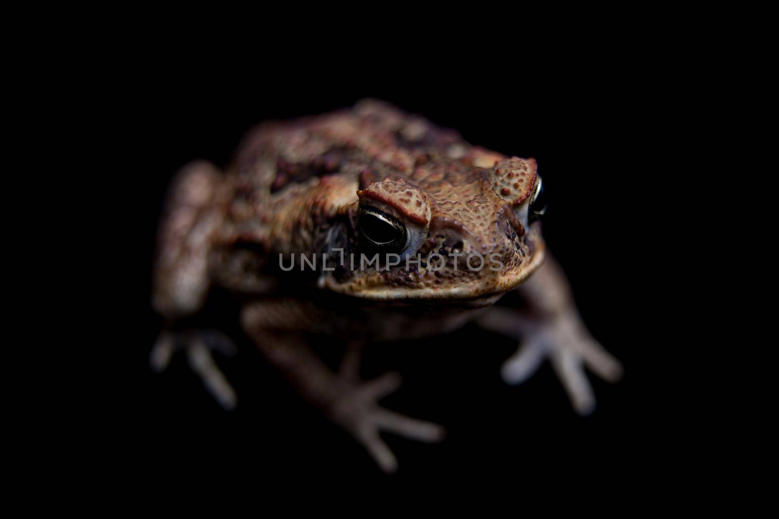 Rhinella marinus. Cane or giant neotropical toad on black background