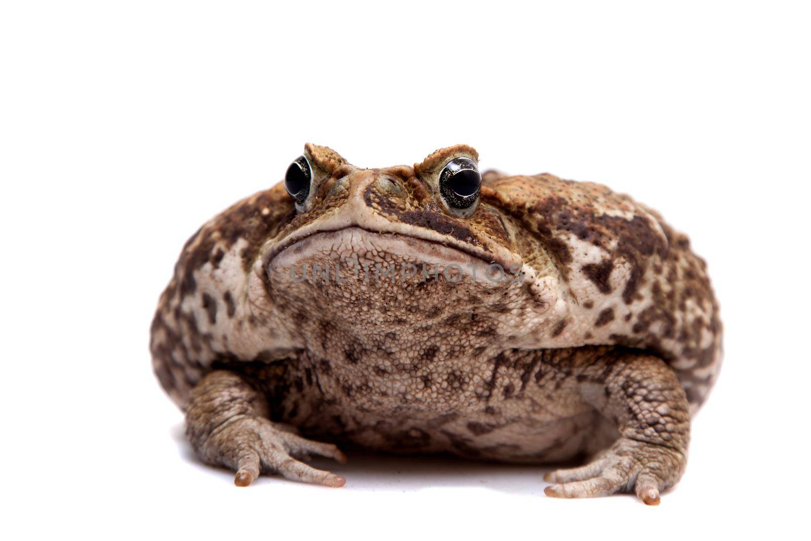 Rhinella marinus. Cane or giant neotropical toad on white background