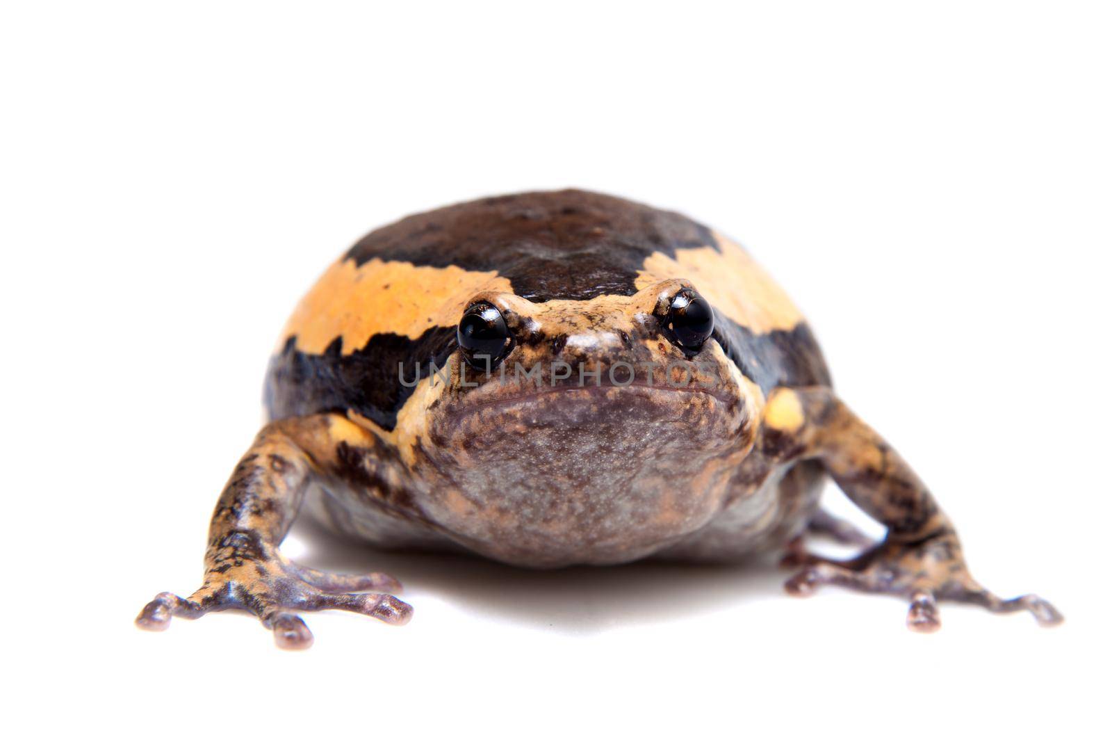 The banded bullfrog isolated on white background by RosaJay