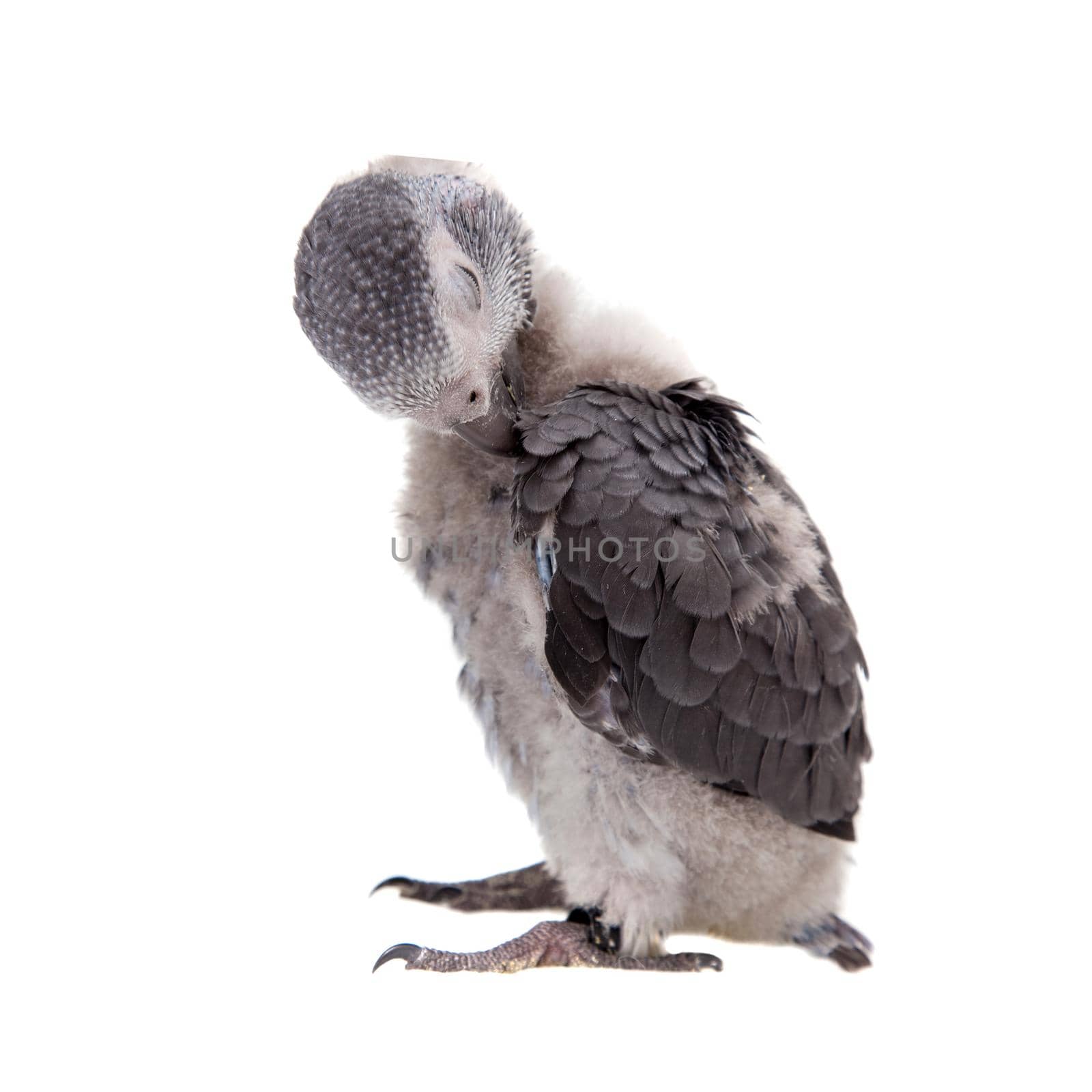 African Grey Parrot, Psittacus erithacus timneh, isolated on white background