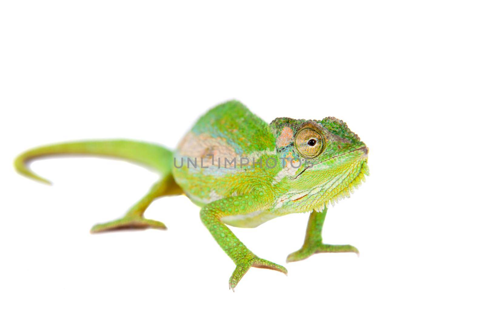 The Cape dwarf chameleon, Bradypodion pumilum, on white by RosaJay