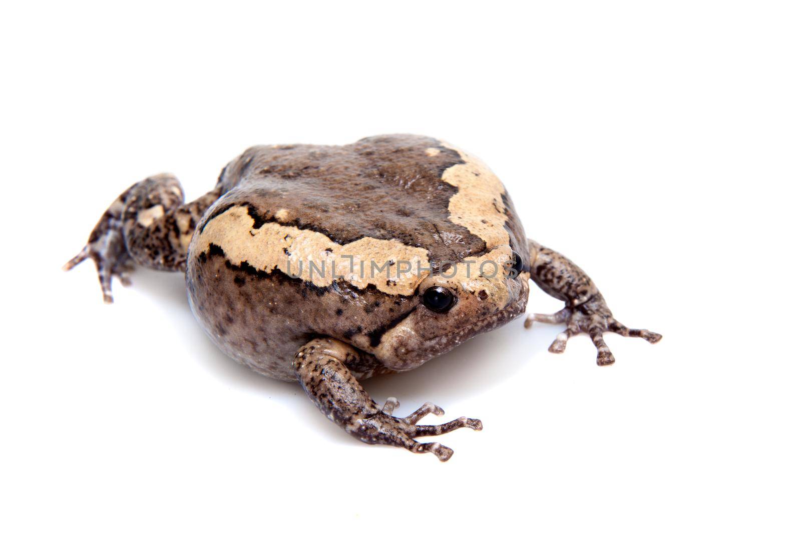 The banded bullfrog isolated on white background by RosaJay