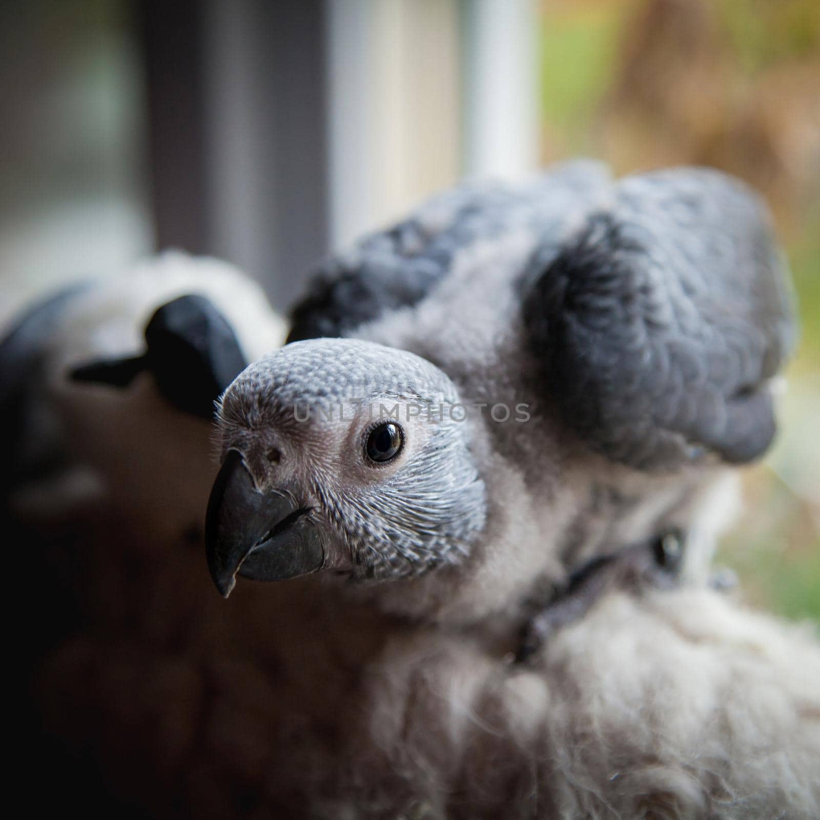 Small fluffy African Grey Parrot baby in front of window