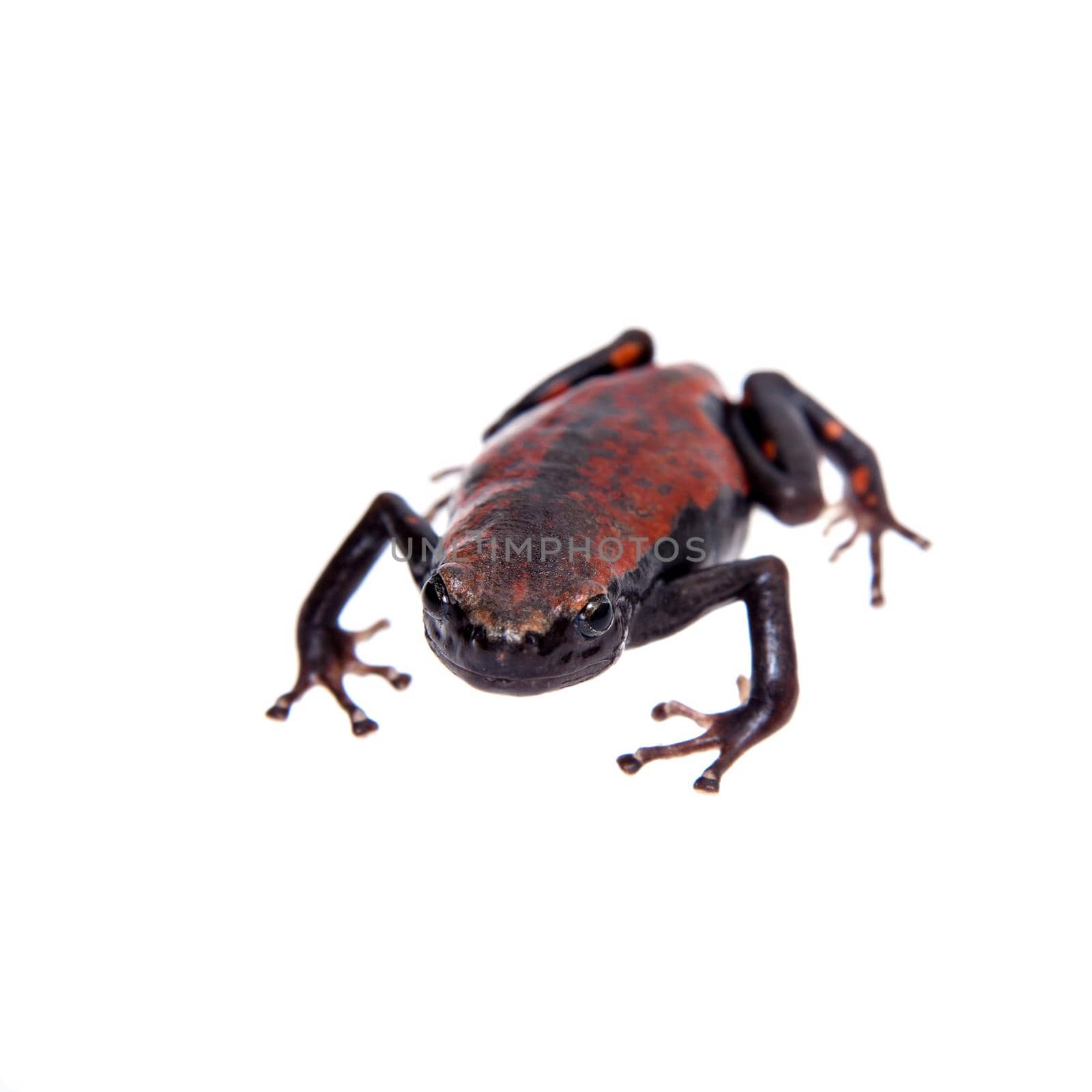 Accra snake-necked frog or West African rubber frog on white by RosaJay