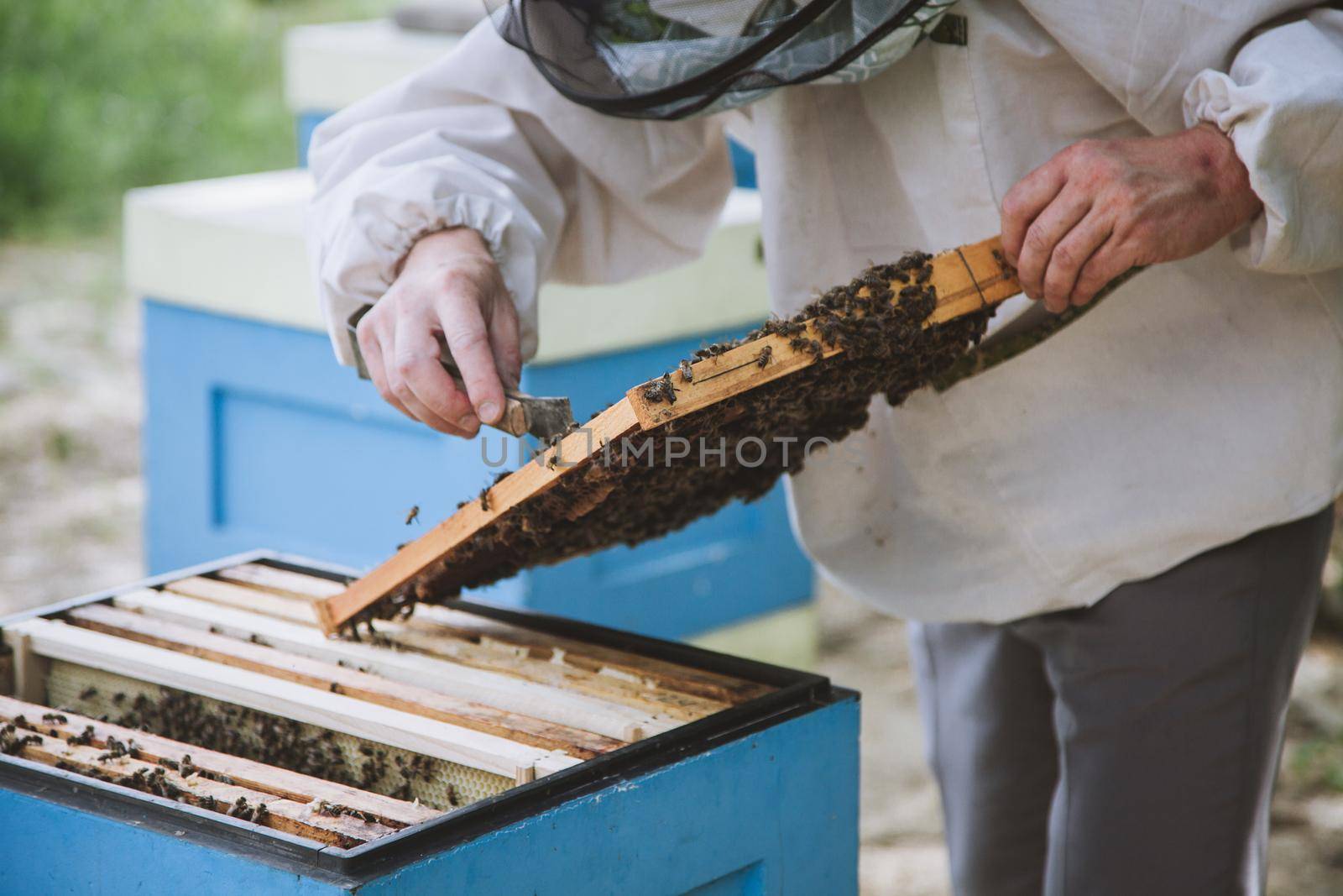 Beekeeper inspecting honeycomb frame at apiary at the summer day.