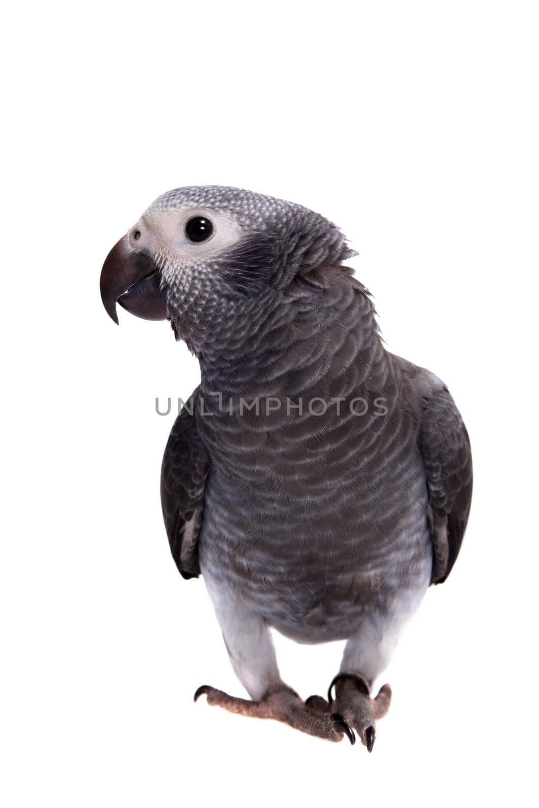 African Grey Parrot, Psittacus erithacus timneh, isolated on white background