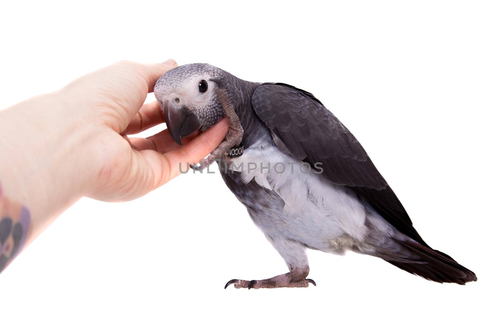African Grey Parrot, Psittacus erithacus timneh, isolated on white background