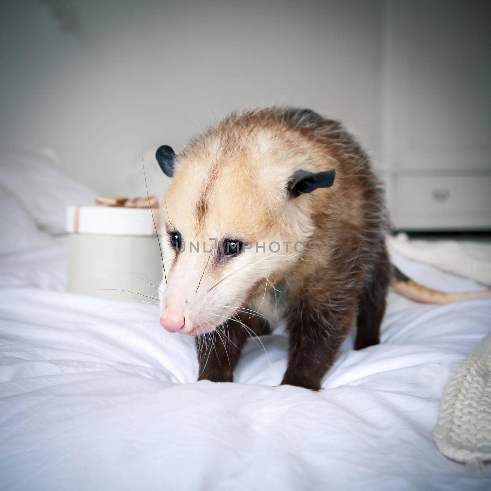 The Virginia or North American opossum, Didelphis virginiana, on bed