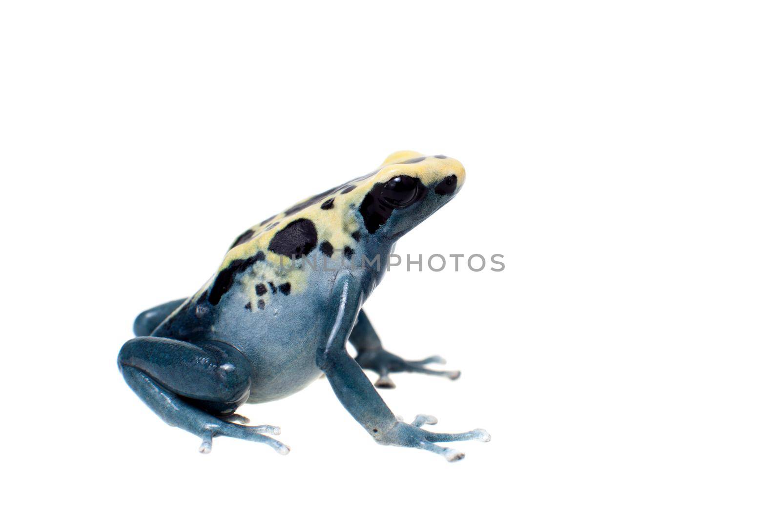 Patricia Dyeing Poison Dart Frog, Dendrobates tinctorius, on white by RosaJay