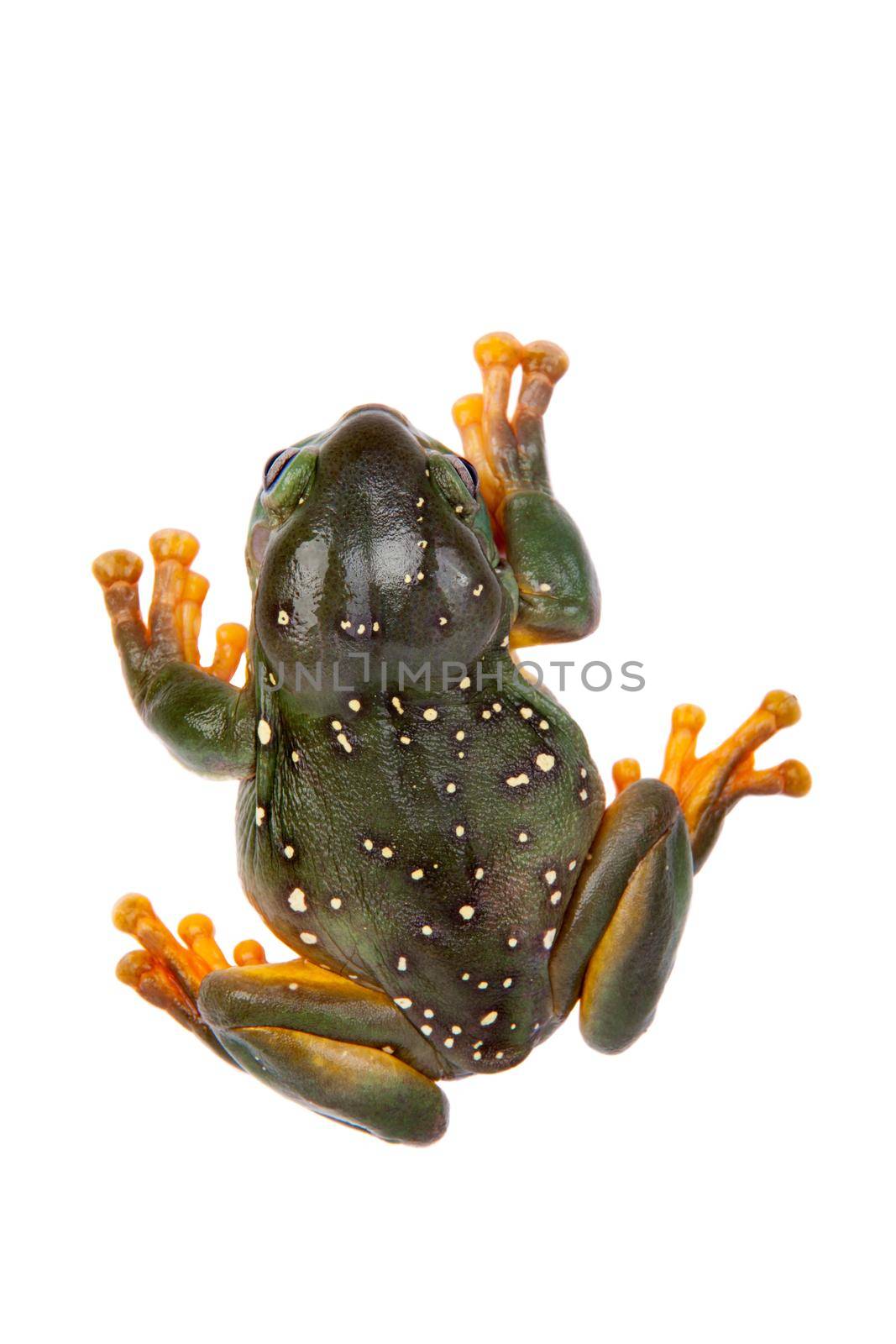 The magnificent tree frog, Ranoidea splendida, also known as the splendid tree frog on white background