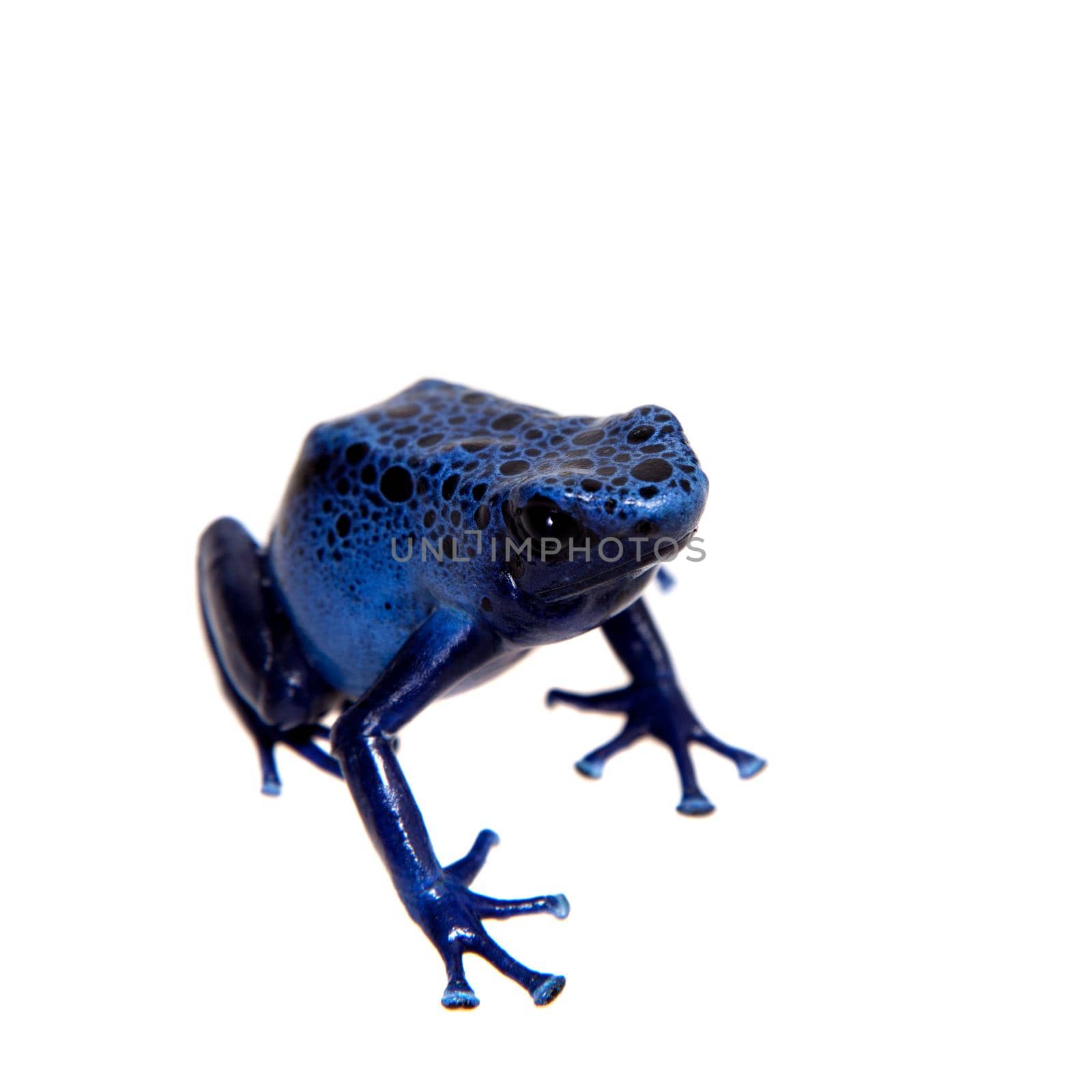 Blue Poison dart frog, Dendrobates tinctorius Azureus, on white by RosaJay