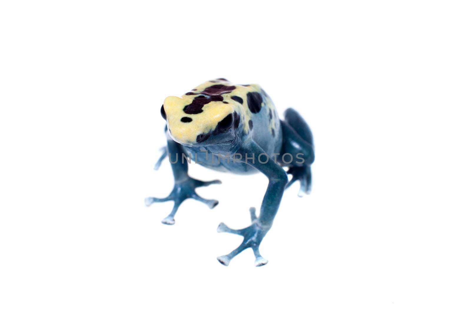 Patricia Dyeing Poison Dart Frog, Dendrobates tinctorius, on white by RosaJay