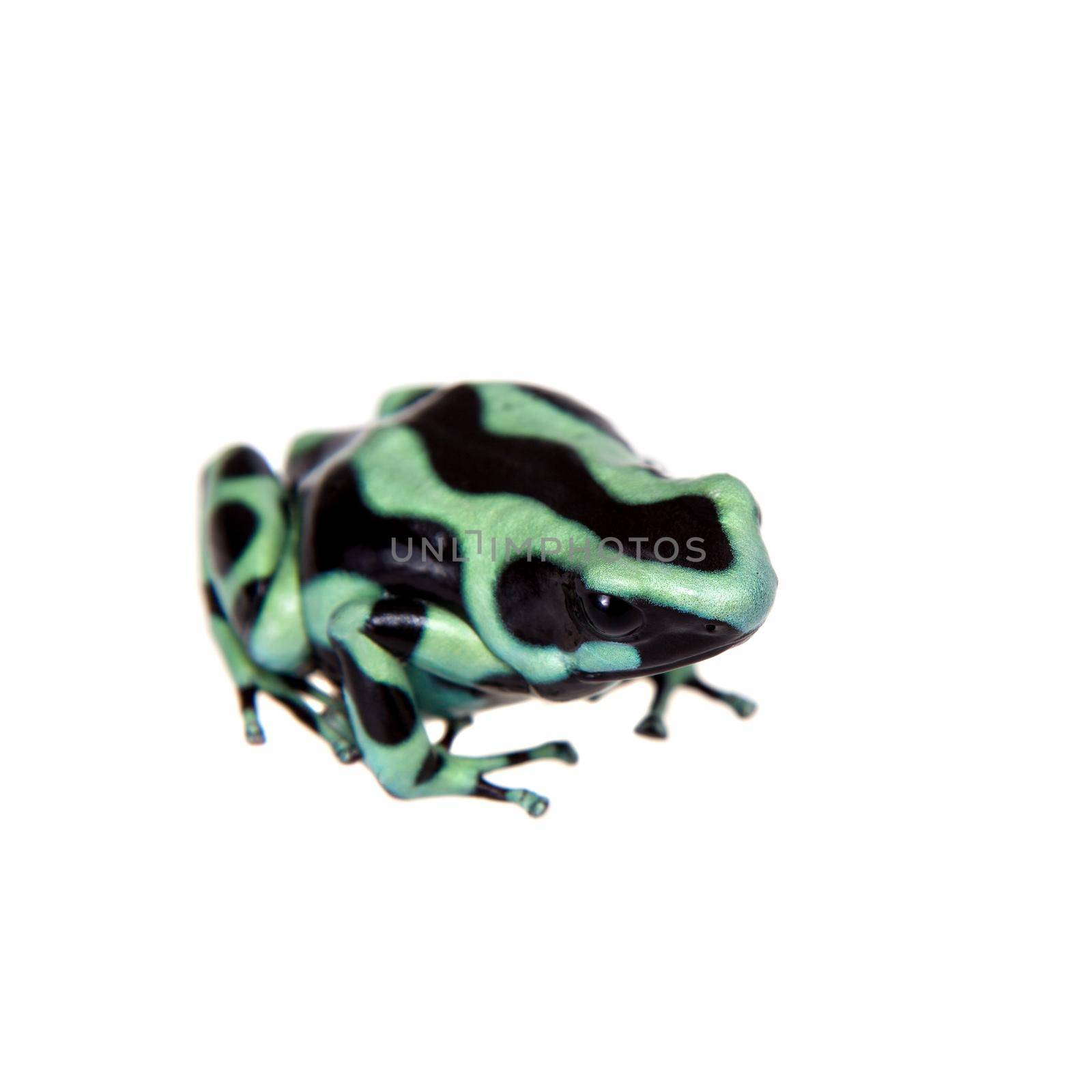 Green-and-Black Poison Dart Frog isolated on white by RosaJay