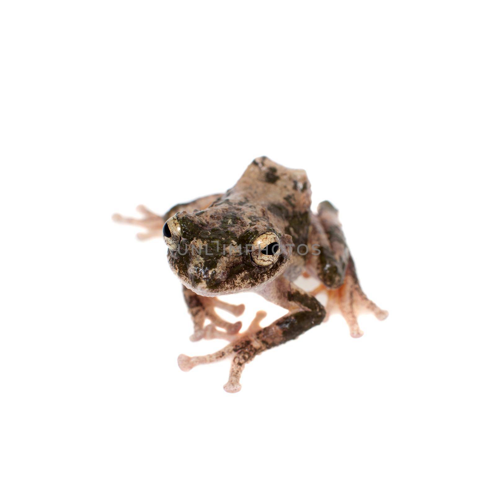 serrate-legged small treefrog, Kurixalus odontotarsus, isolated on white background