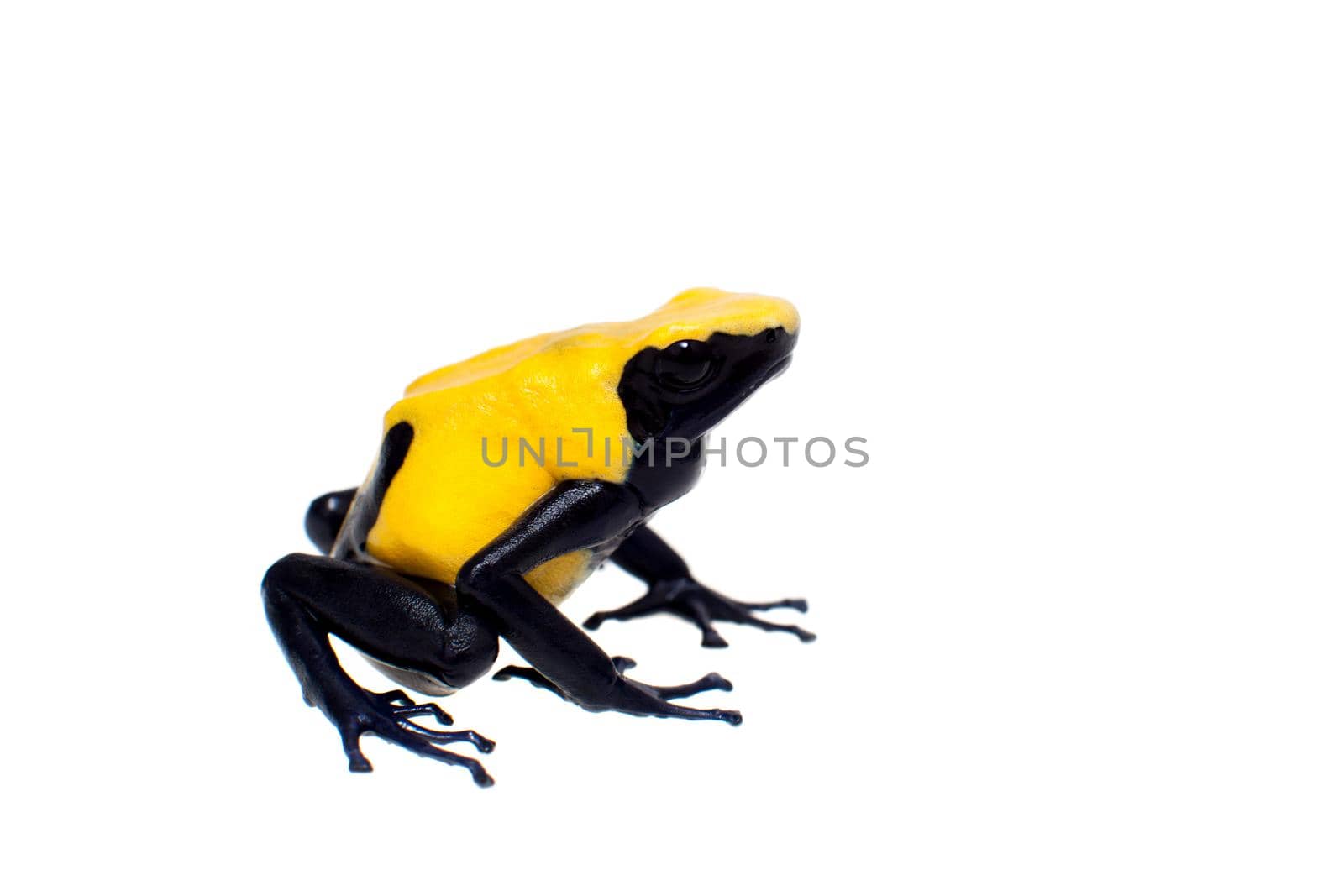 Citronella Blue Dyeing Poison Dart Frogling, Dendrobates tinctorius, on white background.