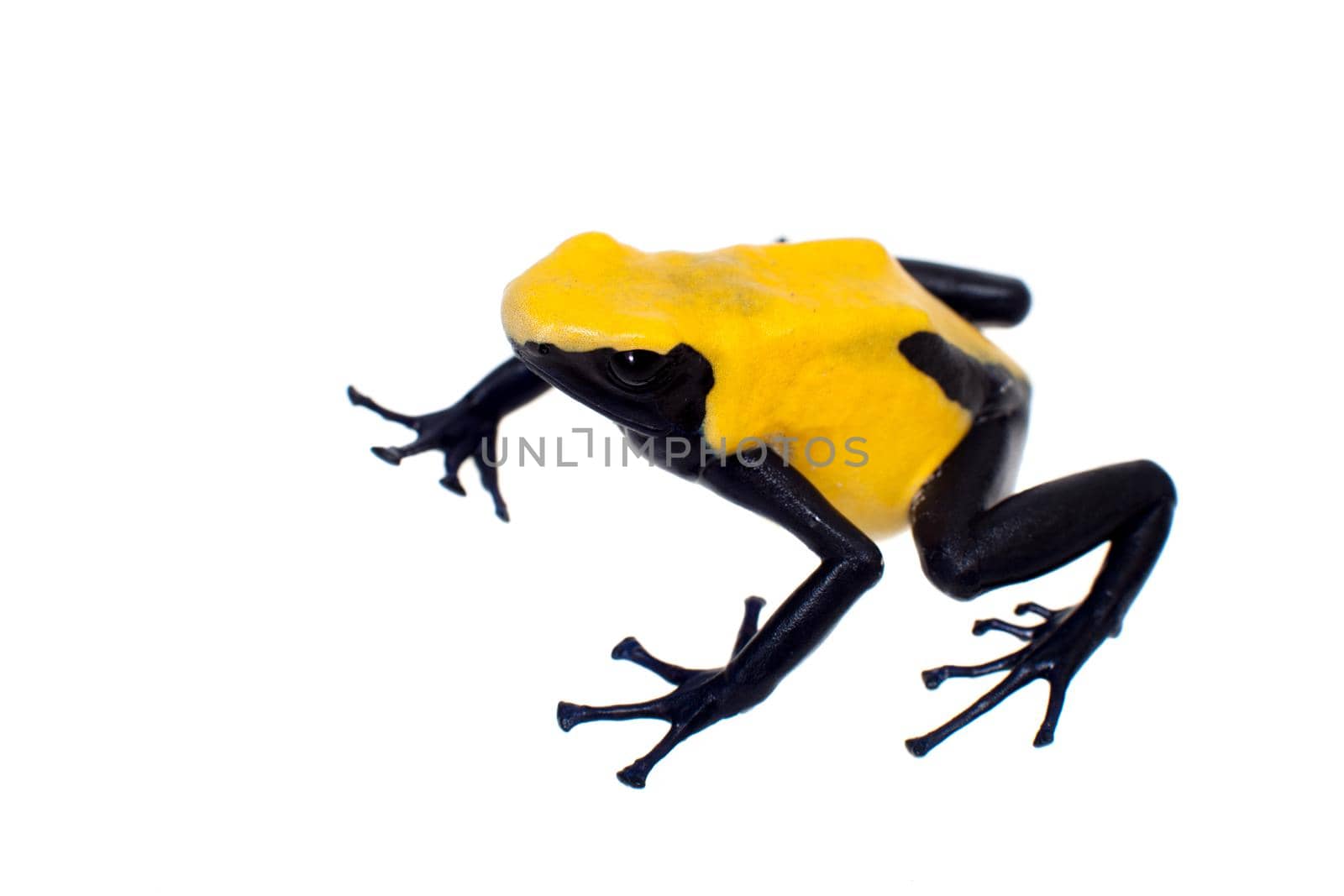 Citronella Blue Dyeing Poison Dart Frogling, Dendrobates tinctorius, on white background.