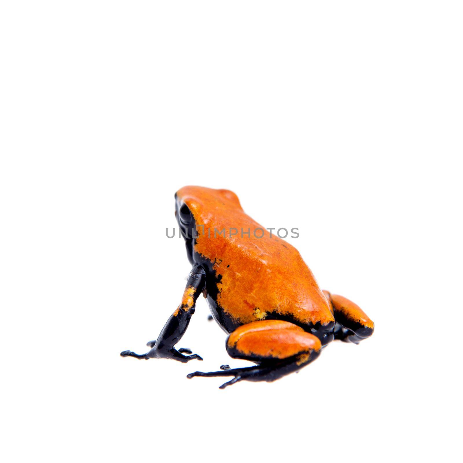 Splash-backed poison frog red-backed variant on white backgorund by RosaJay