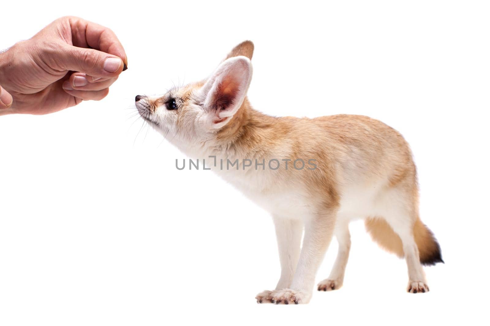 Pretty Fennec fox, Vulpes or Fennecus zerda cub on white background