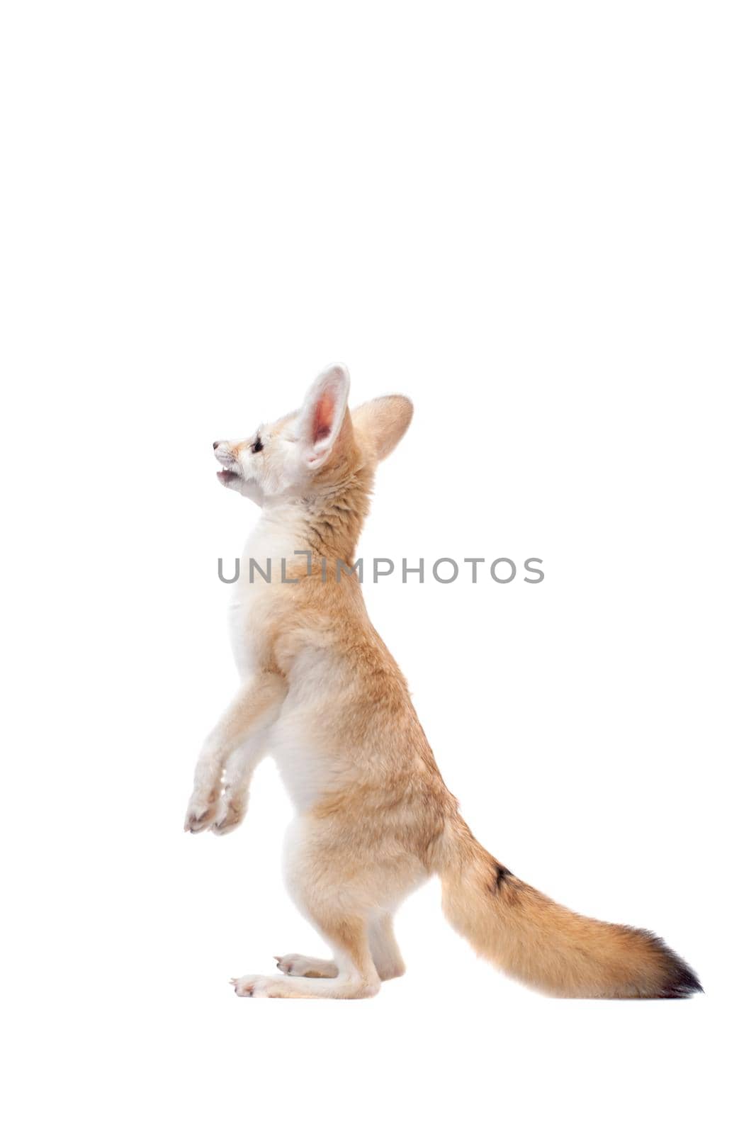 Pretty Fennec fox, Vulpes or Fennecus zerda cub on white background