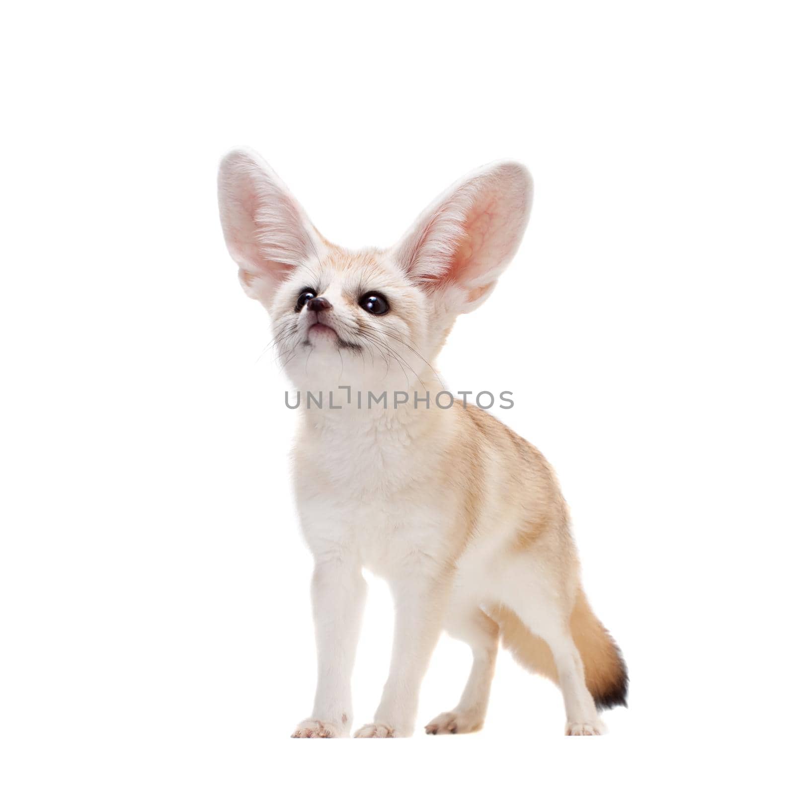 Pretty Fennec fox isolated on white background by RosaJay