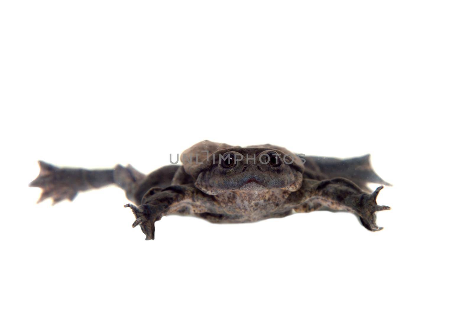 Titicaca water frog or Telmatobius culeus isolated on white background