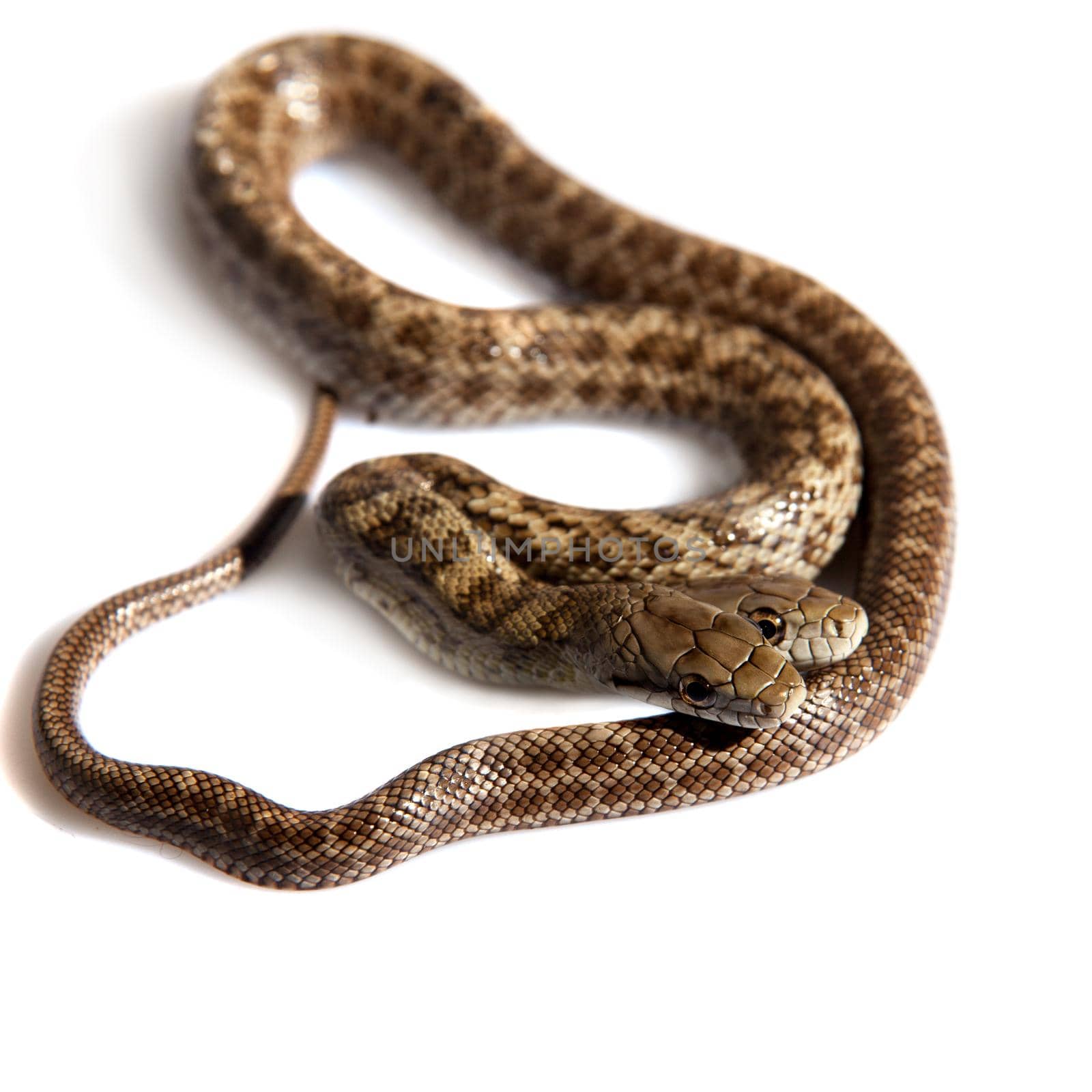 The two headed Japanese rat snake, Elaphe climacophora, isolated on white background
