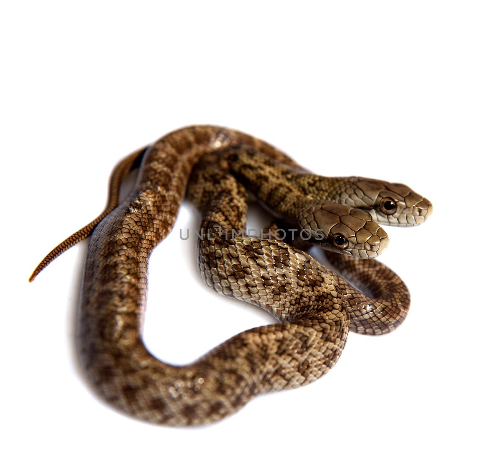 The two headed Japanese rat snake, Elaphe climacophora, isolated on white background