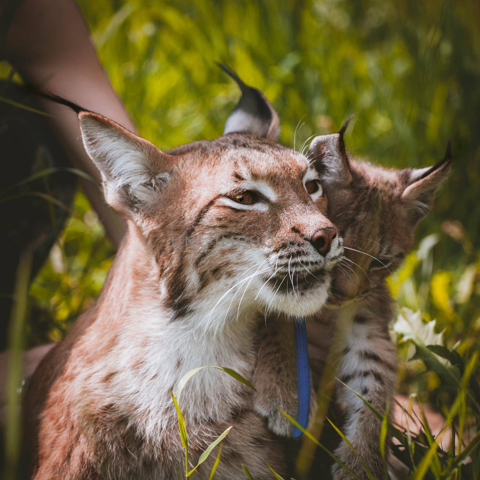 Adorable Eurasian Lynx with cub, portrait at summer field by RosaJay