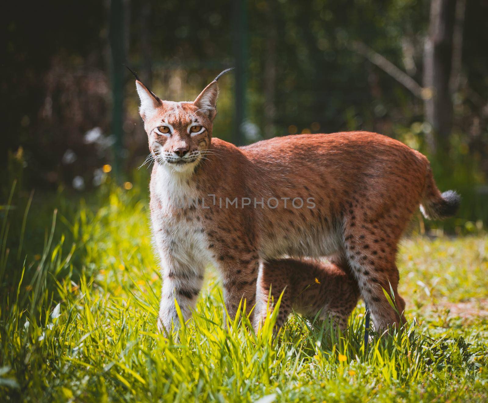 Beautiful Eurasian lynx with cub, lynx lynx, at summer field
