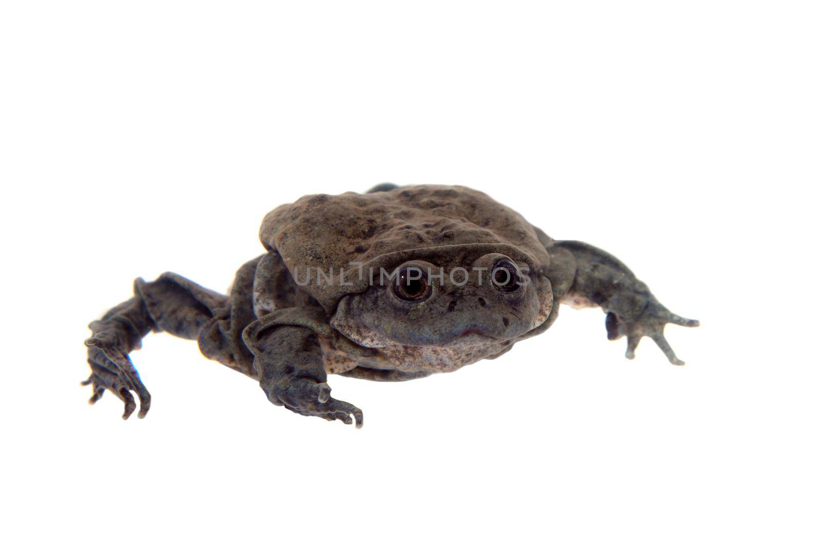 Titicaca water frog or Telmatobius culeus isolated on white background