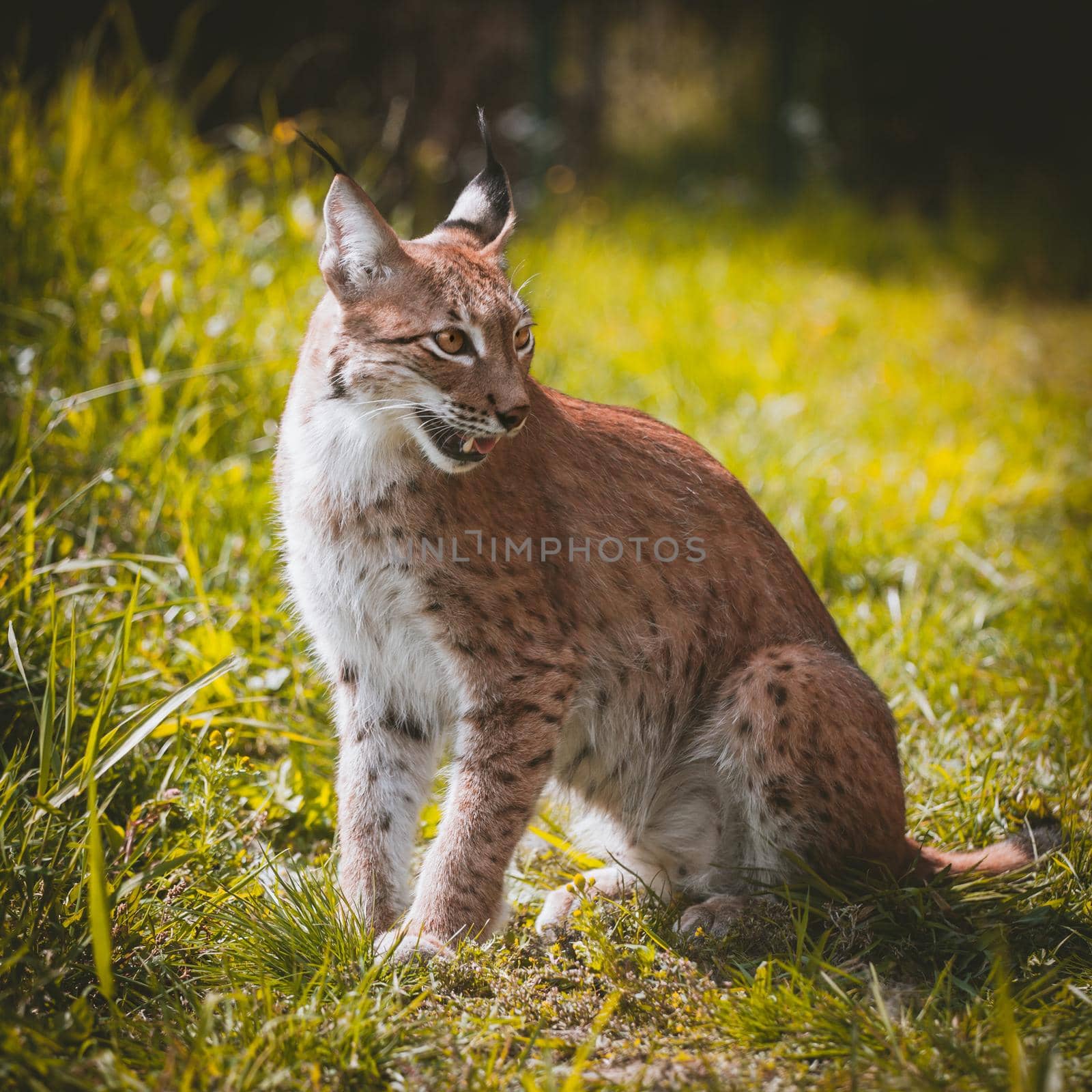 Adorable Eurasian Lynx, portrait at summer field by RosaJay
