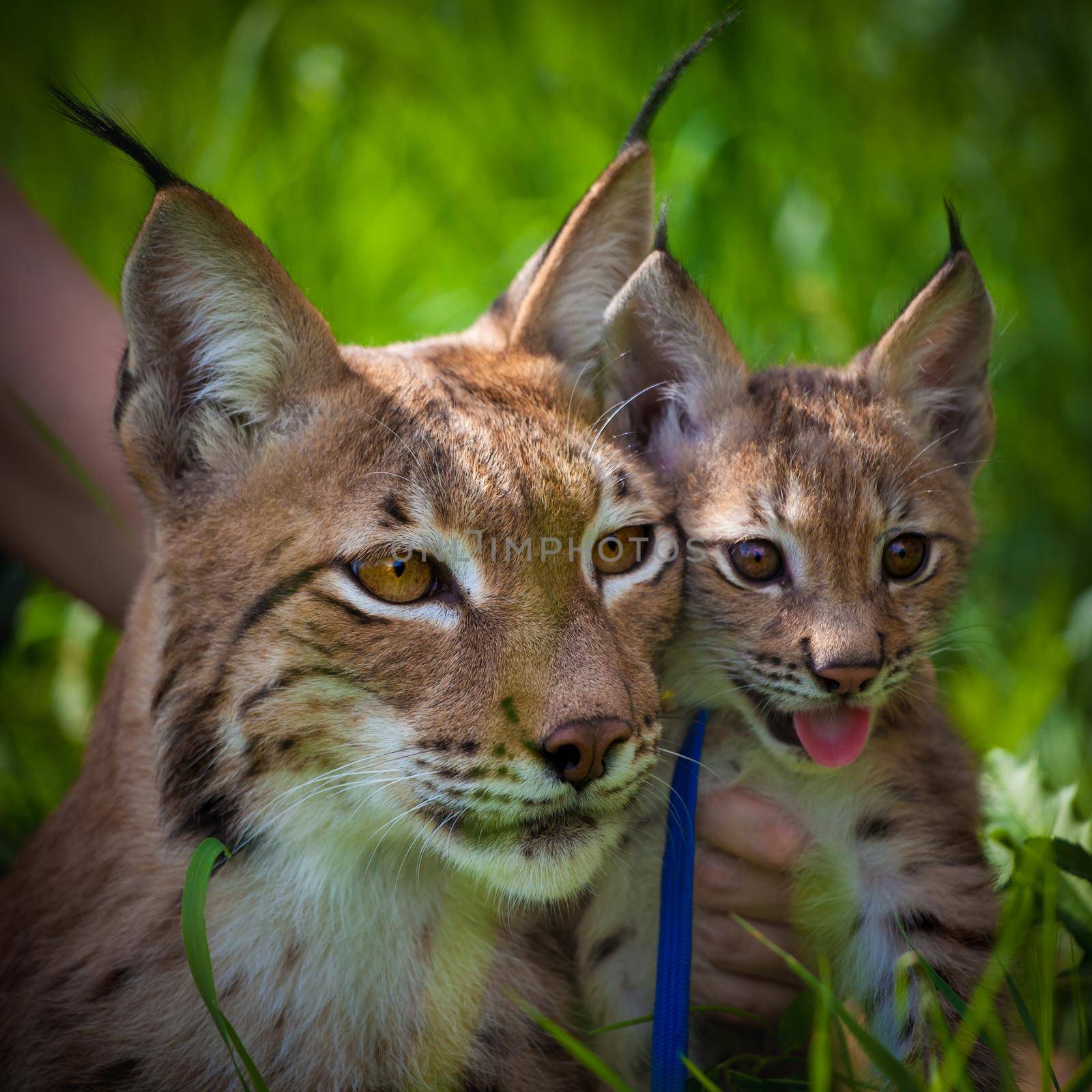 Adorable Eurasian Lynx with cub, portrait at summer field by RosaJay