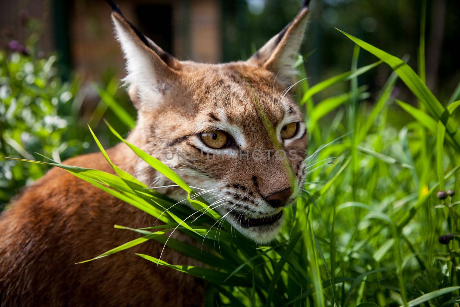 Adorable Eurasian Lynx, portrait at summer field by RosaJay