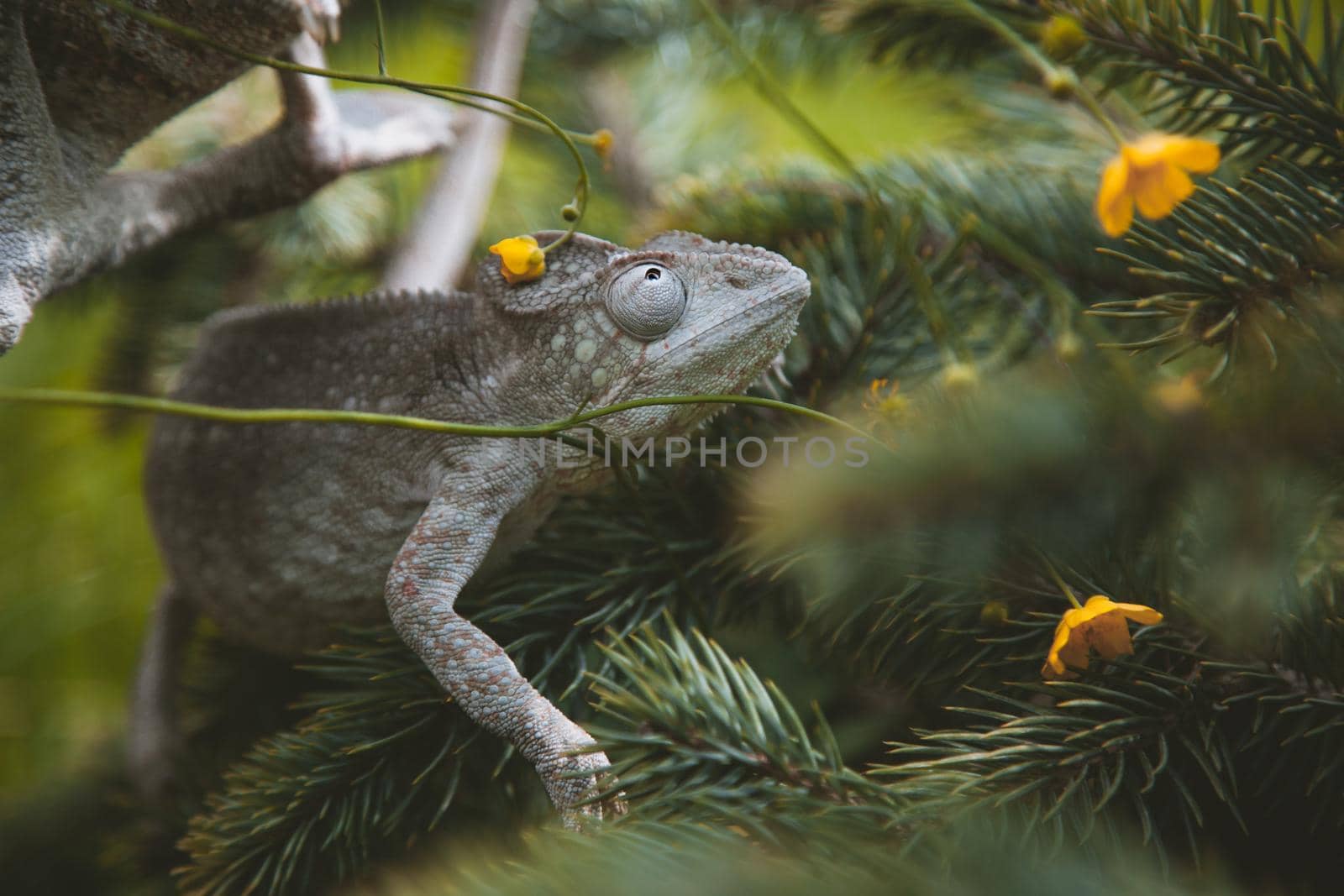 The Oustalet's or Malagasy giant chameleon, Furcifer oustaleti, female isolated on white