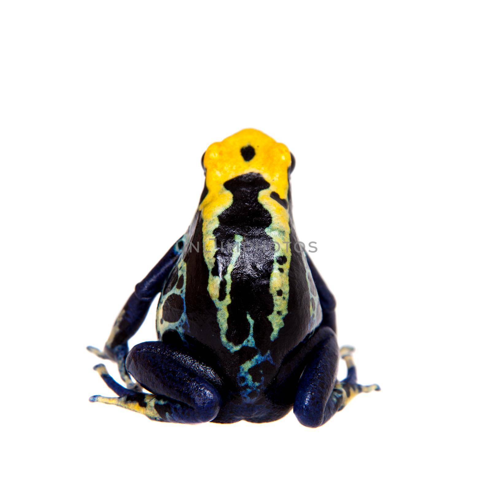 Robertus dyeing poison dart frog, Dendrobates tinctorius, on white by RosaJay