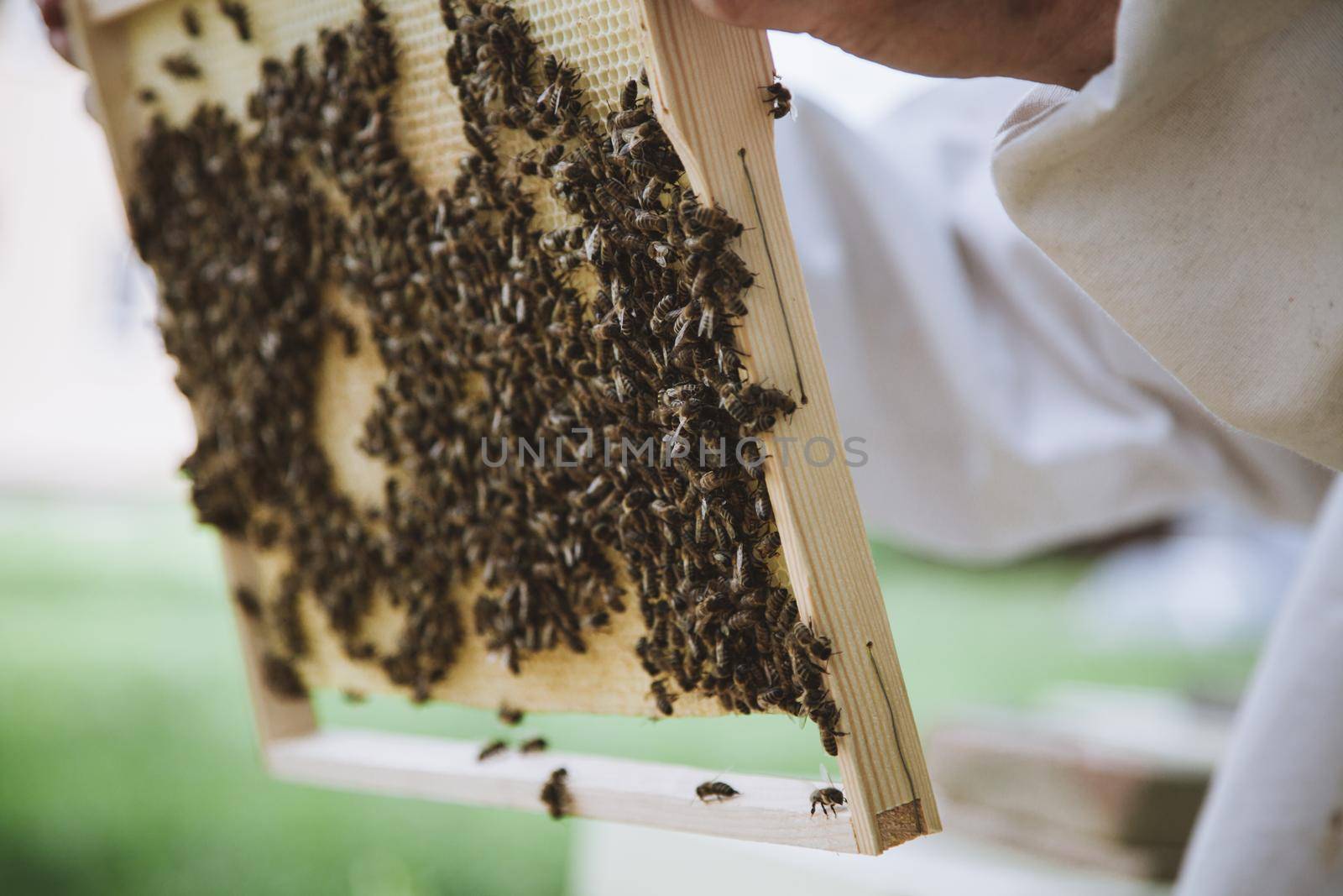 Beekeeper holding a honeycomb full of bees. by RosaJay