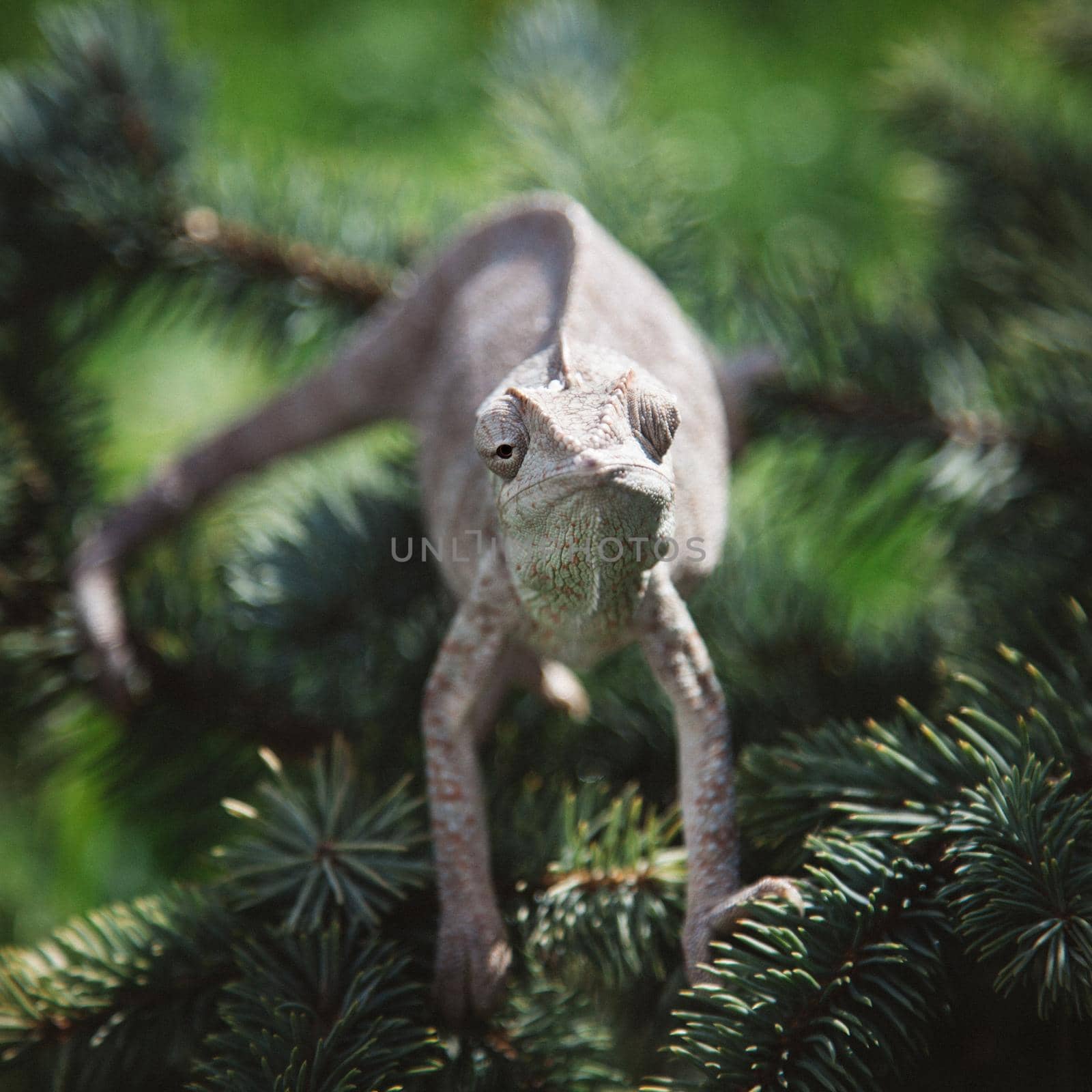 The Oustalet's or Malagasy giant chameleon, Furcifer oustaleti, female isolated on white