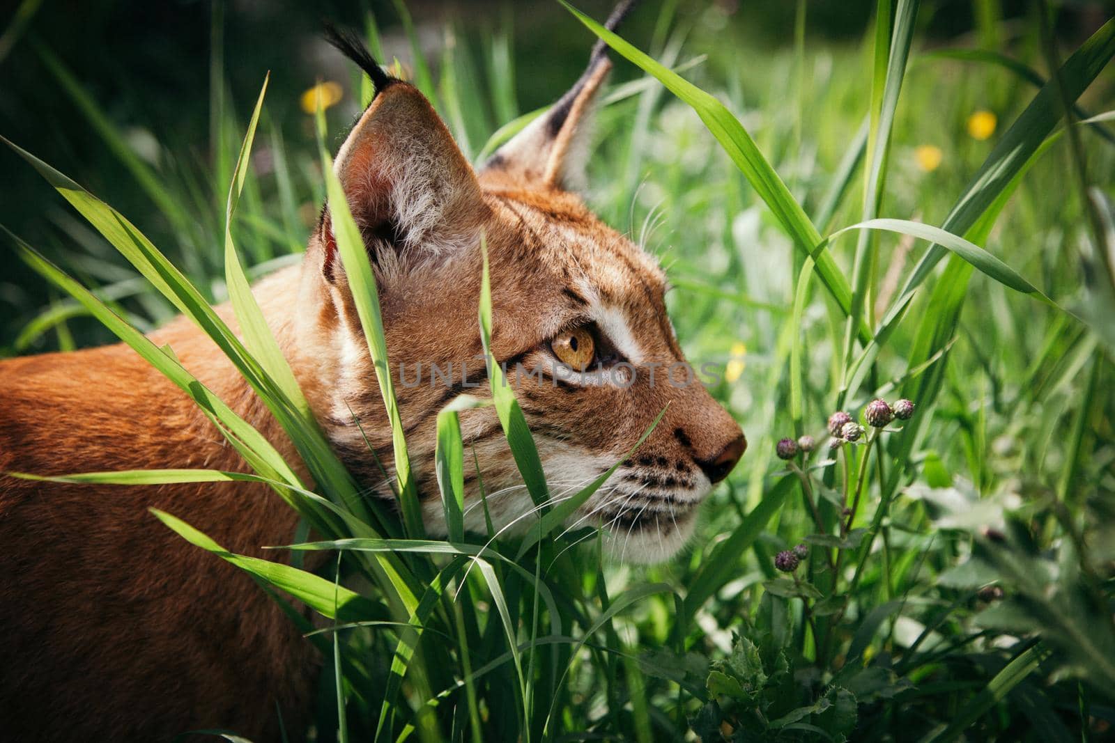 Beautiful Eurasian lynx, lynx lynx, at summer field