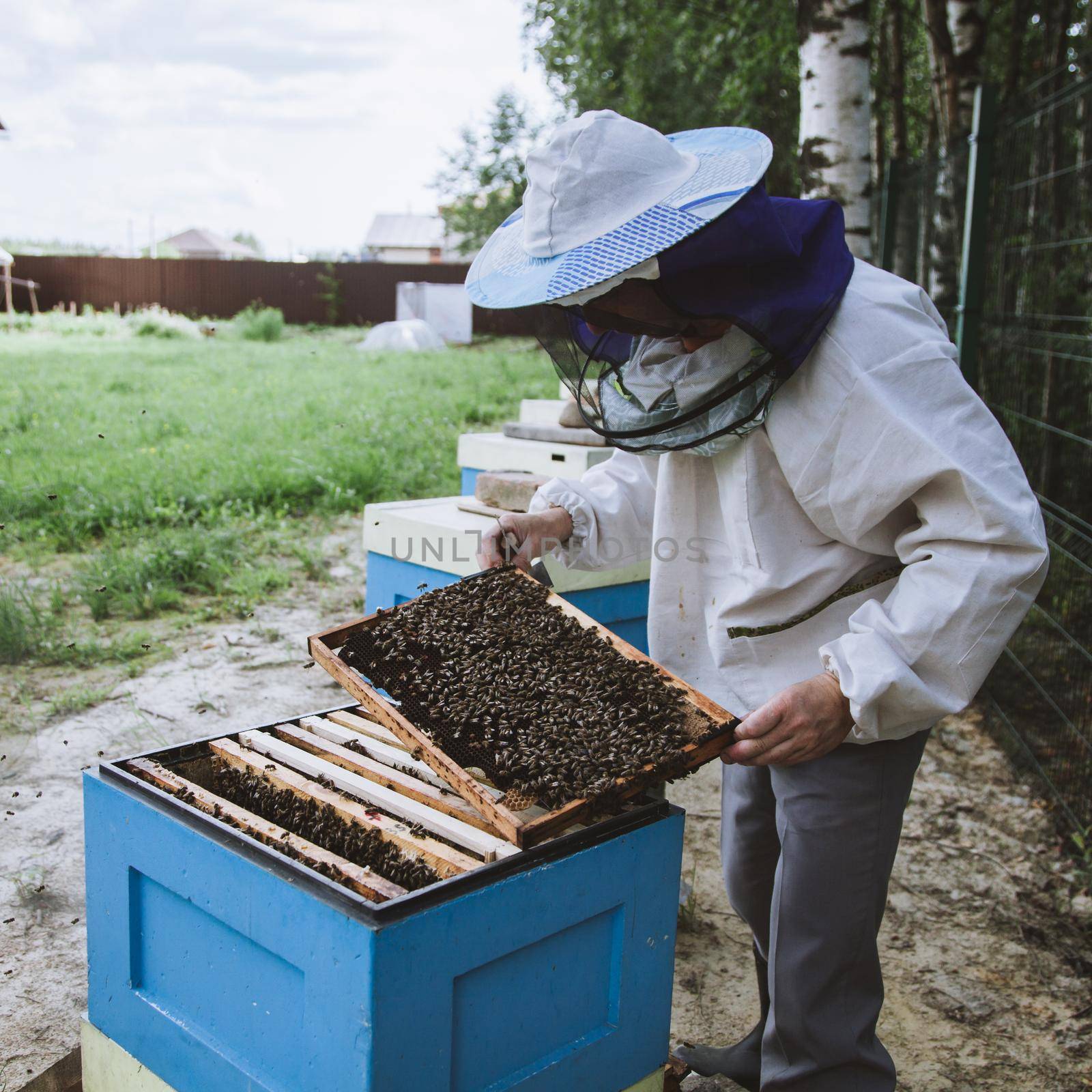 Beekeeper inspecting honeycomb frame at apiary at the summer day.