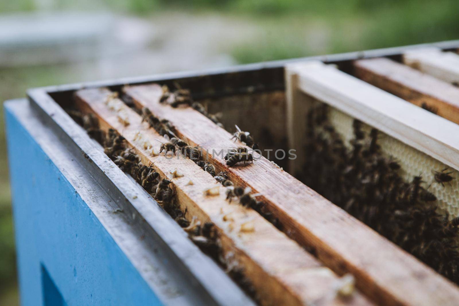Group of yellow bees on the hive frame by RosaJay