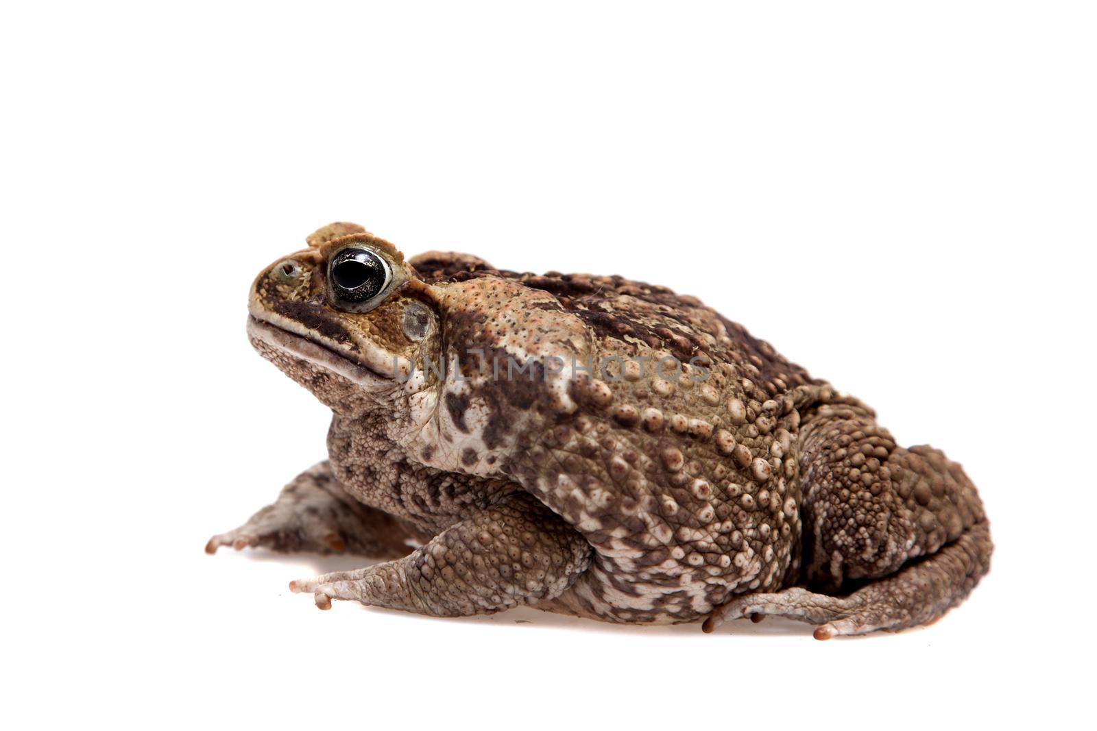 Rhinella marinus. Cane or giant neotropical toad on white background